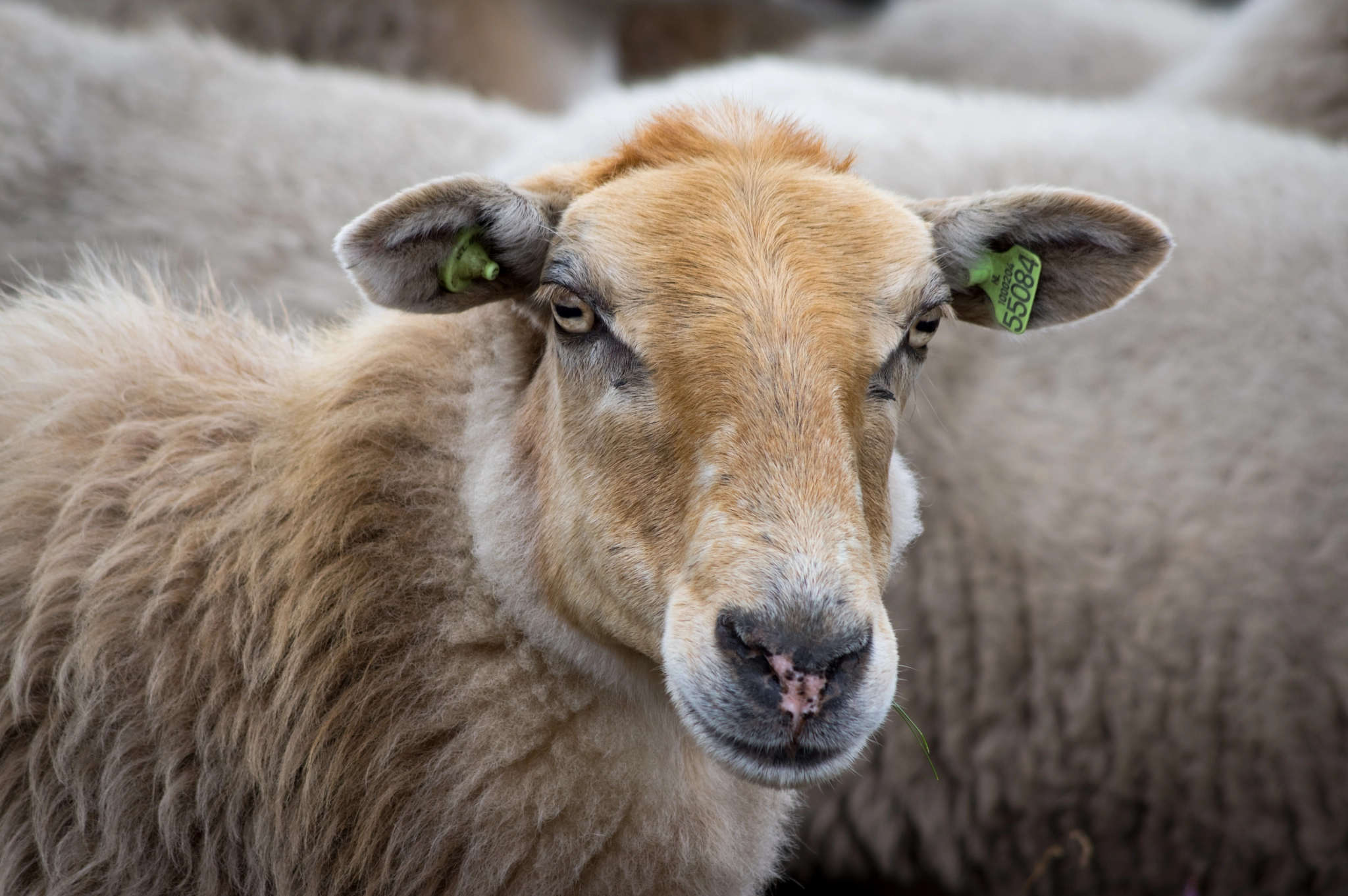 Pentax K-3 sample photo. Another sheep photography