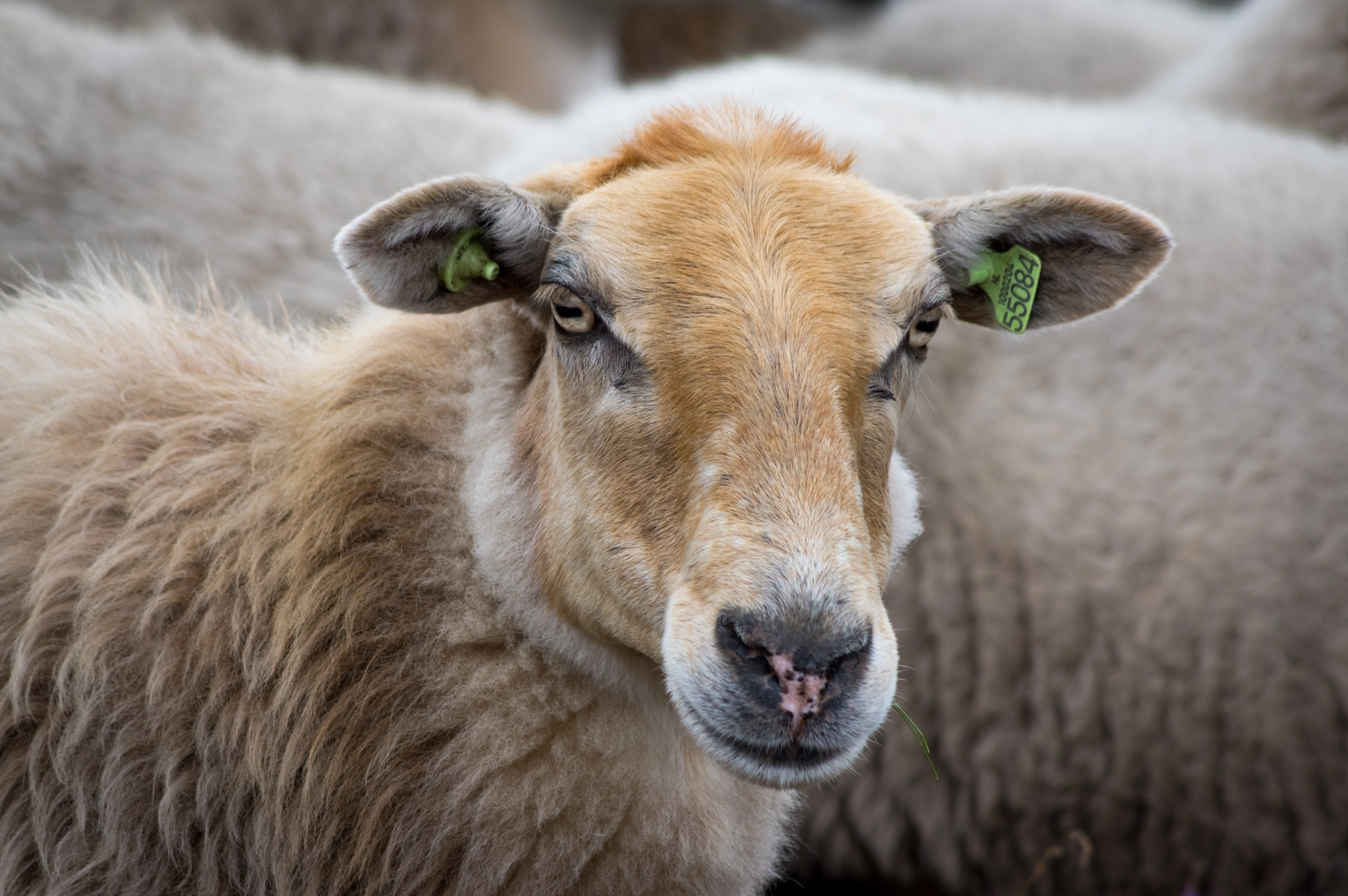 HD Pentax DA 55-300mm F4.0-5.8 ED WR sample photo. Another sheep photography