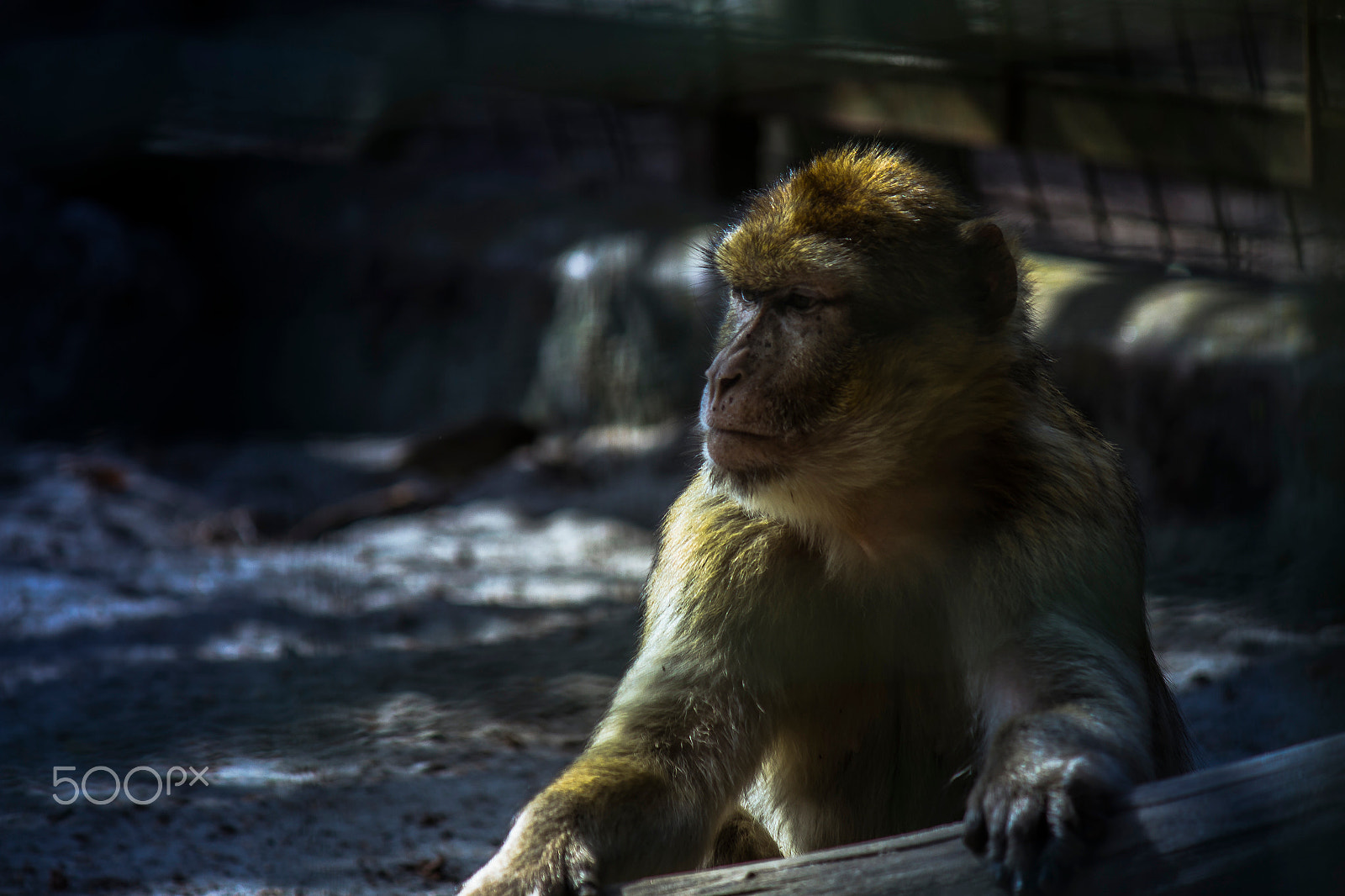 Canon EF-S 55-250mm F4-5.6 IS sample photo. Magot photography