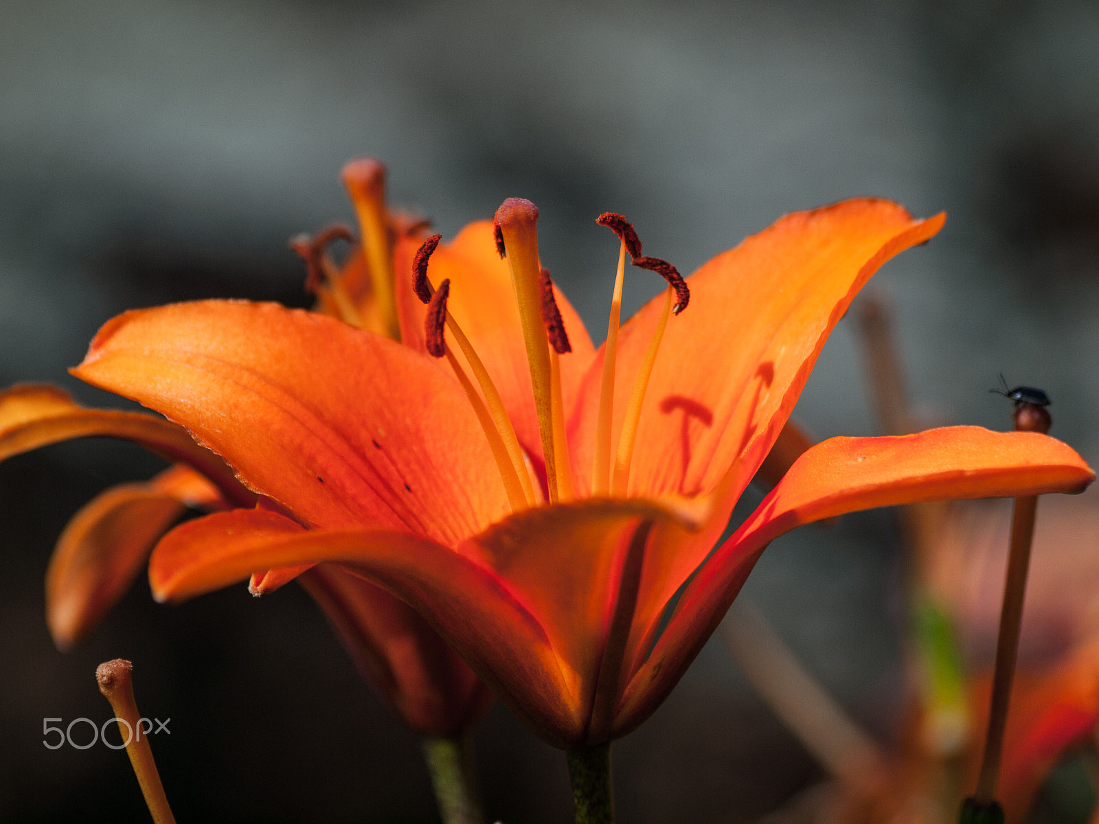 Olympus Zuiko Digital ED 70-300mm F4.0-5.6 sample photo. Blooming orange glory photography