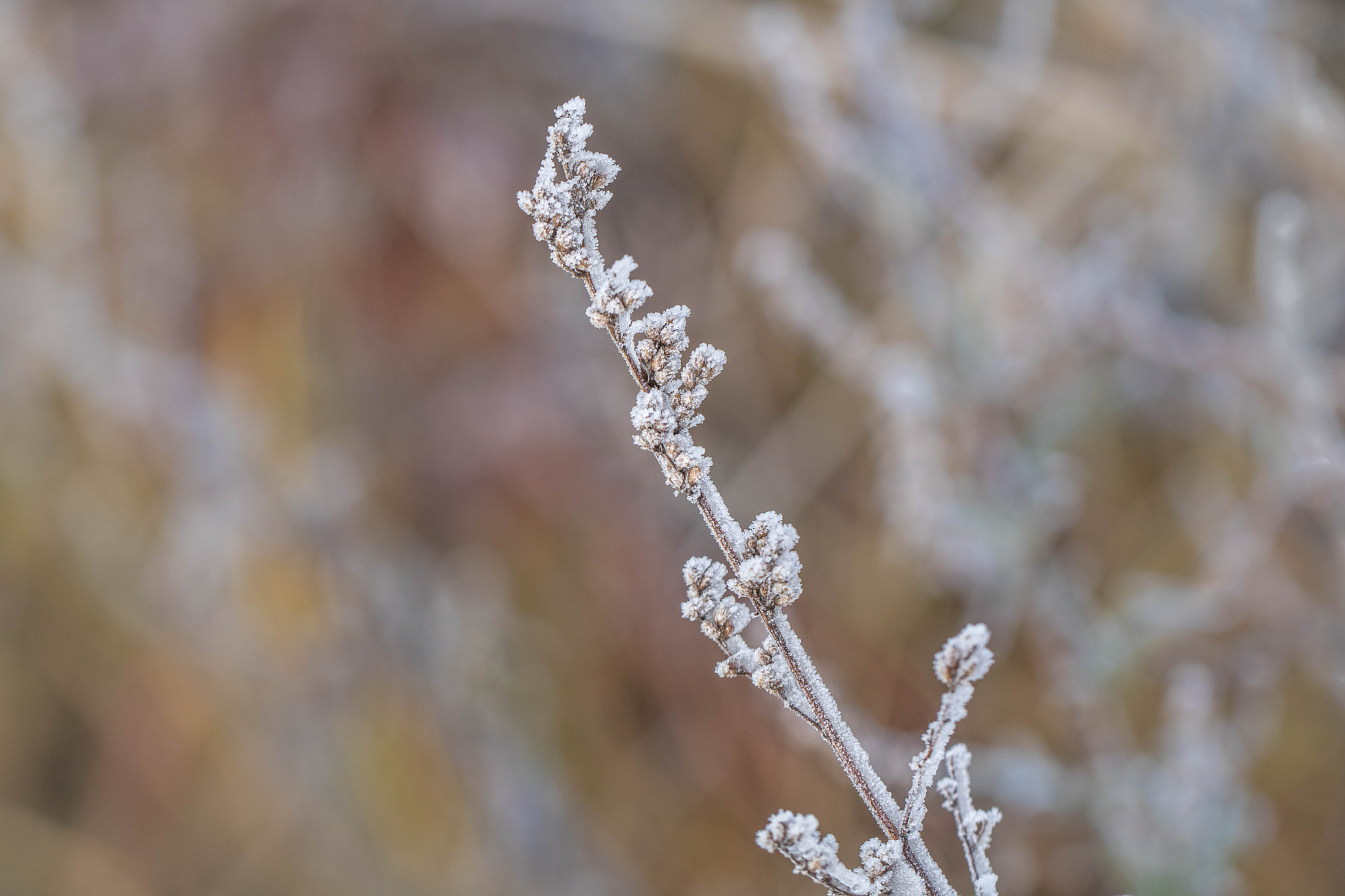 Canon EOS 760D (EOS Rebel T6s / EOS 8000D) sample photo. Frosty winter photography