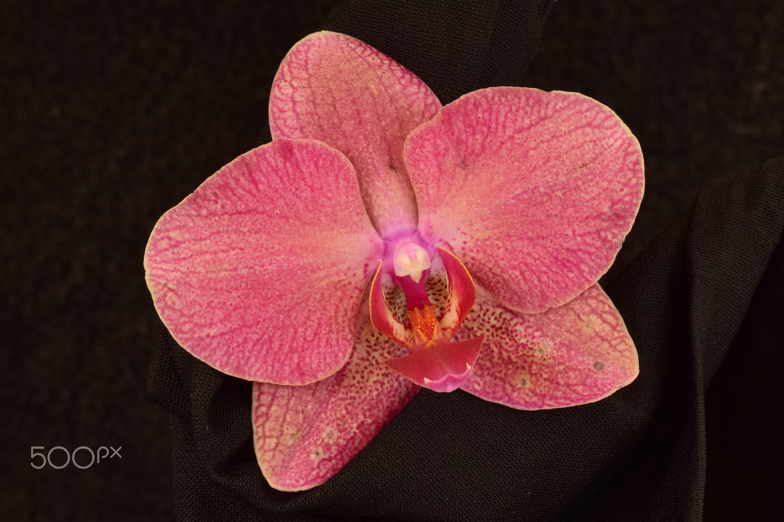 Nikon AF-S DX Micro-Nikkor 85mm F3.5G ED VR sample photo. Orchids photography