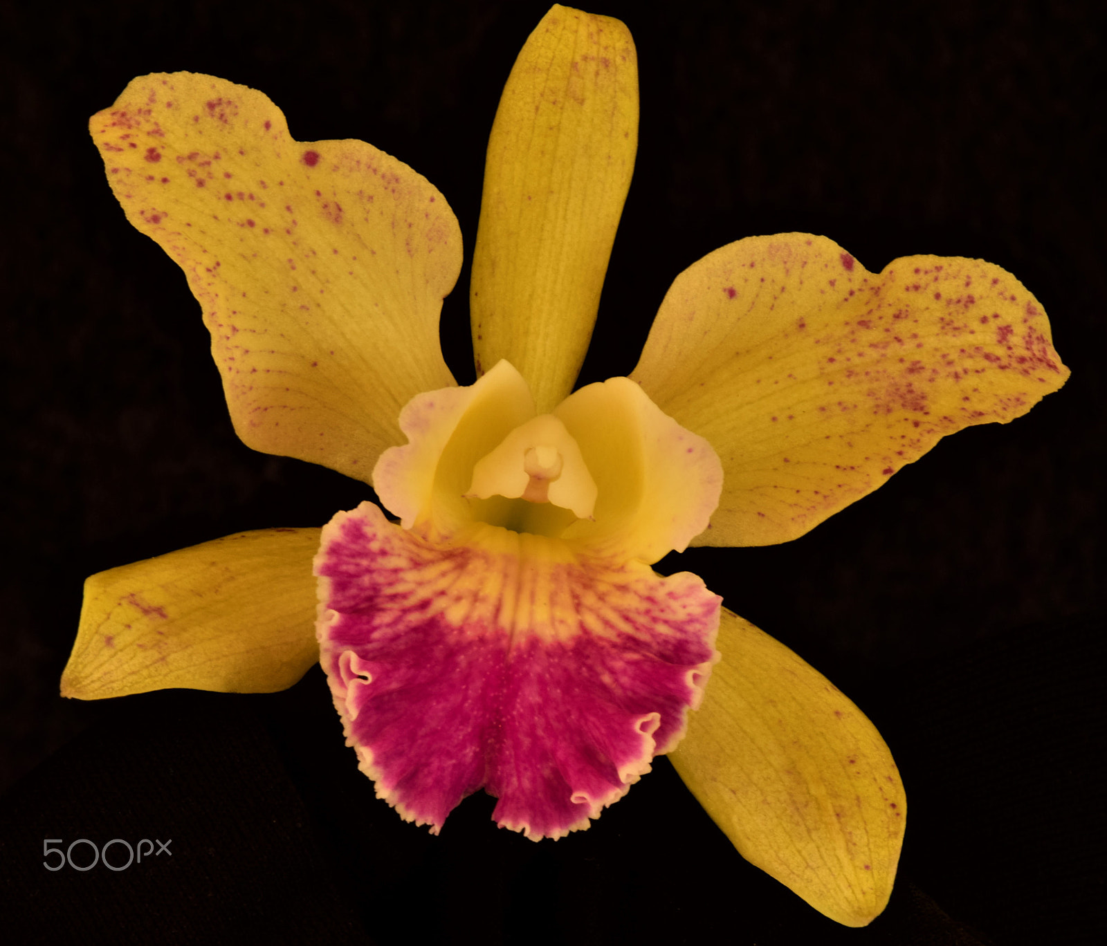 Nikon AF-S DX Micro-Nikkor 85mm F3.5G ED VR sample photo. Orchids photography