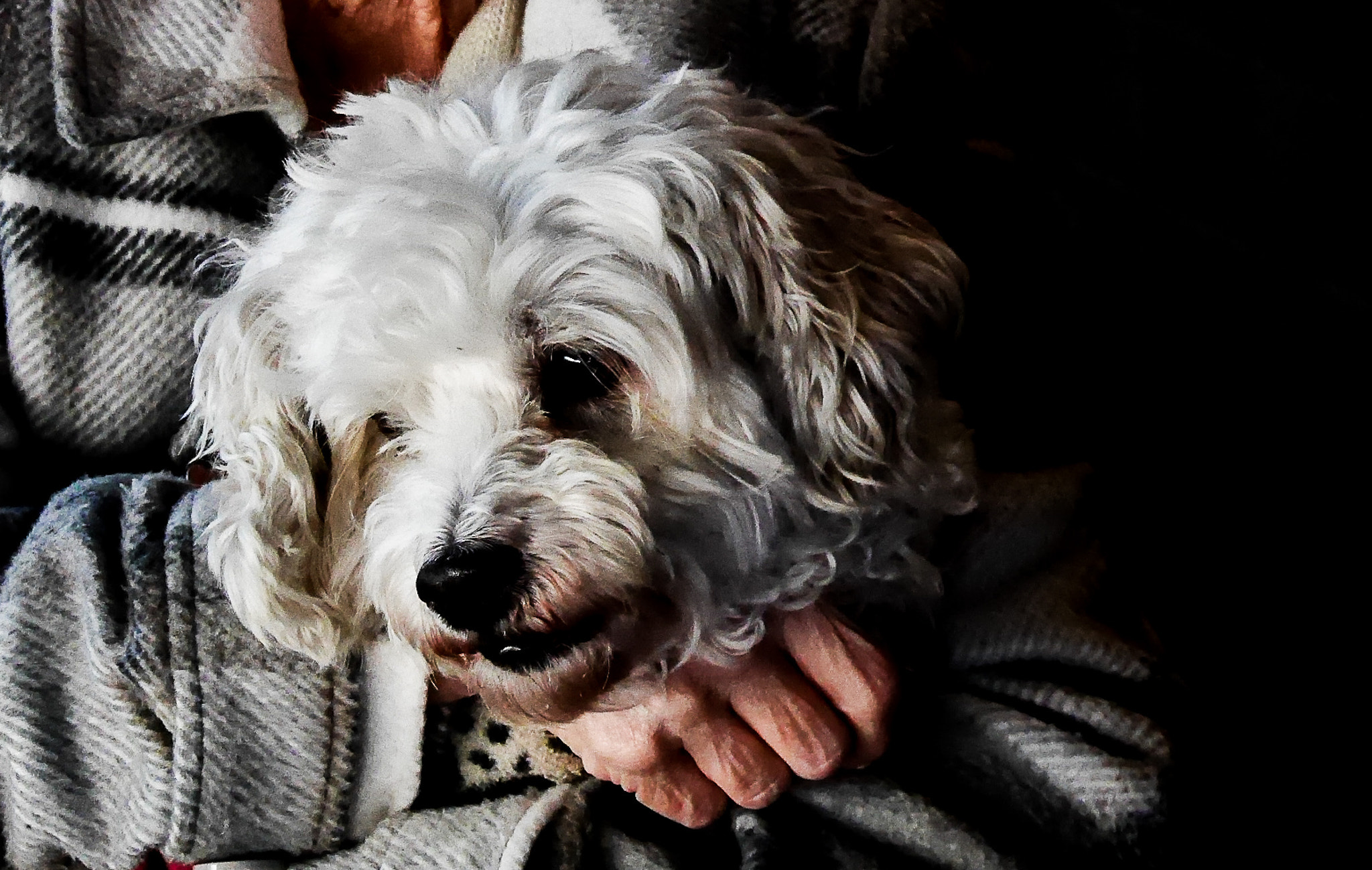 Panasonic Lumix DMC-GX7 sample photo. Dog lover photography