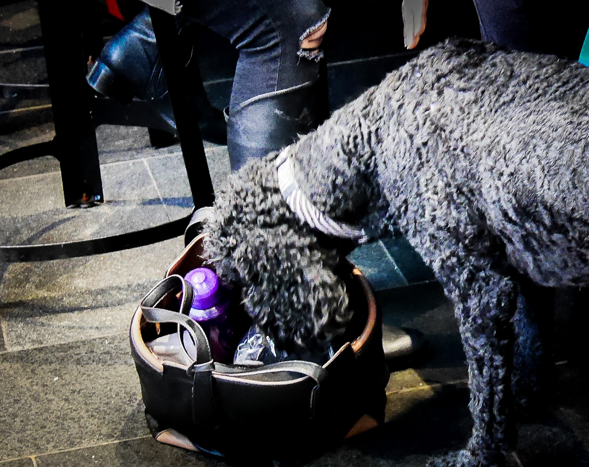 Panasonic Lumix DMC-GX7 sample photo. Curious dog photography