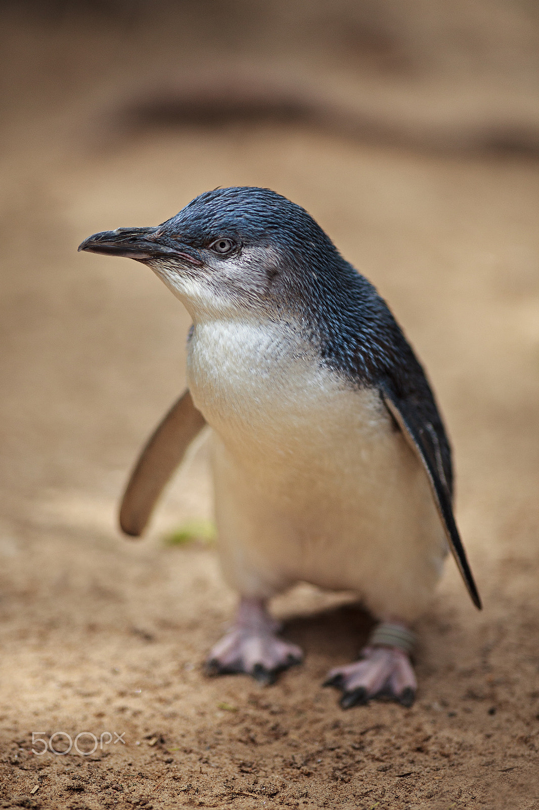 Canon EF 200mm f/1.8L sample photo. The little penguin photography