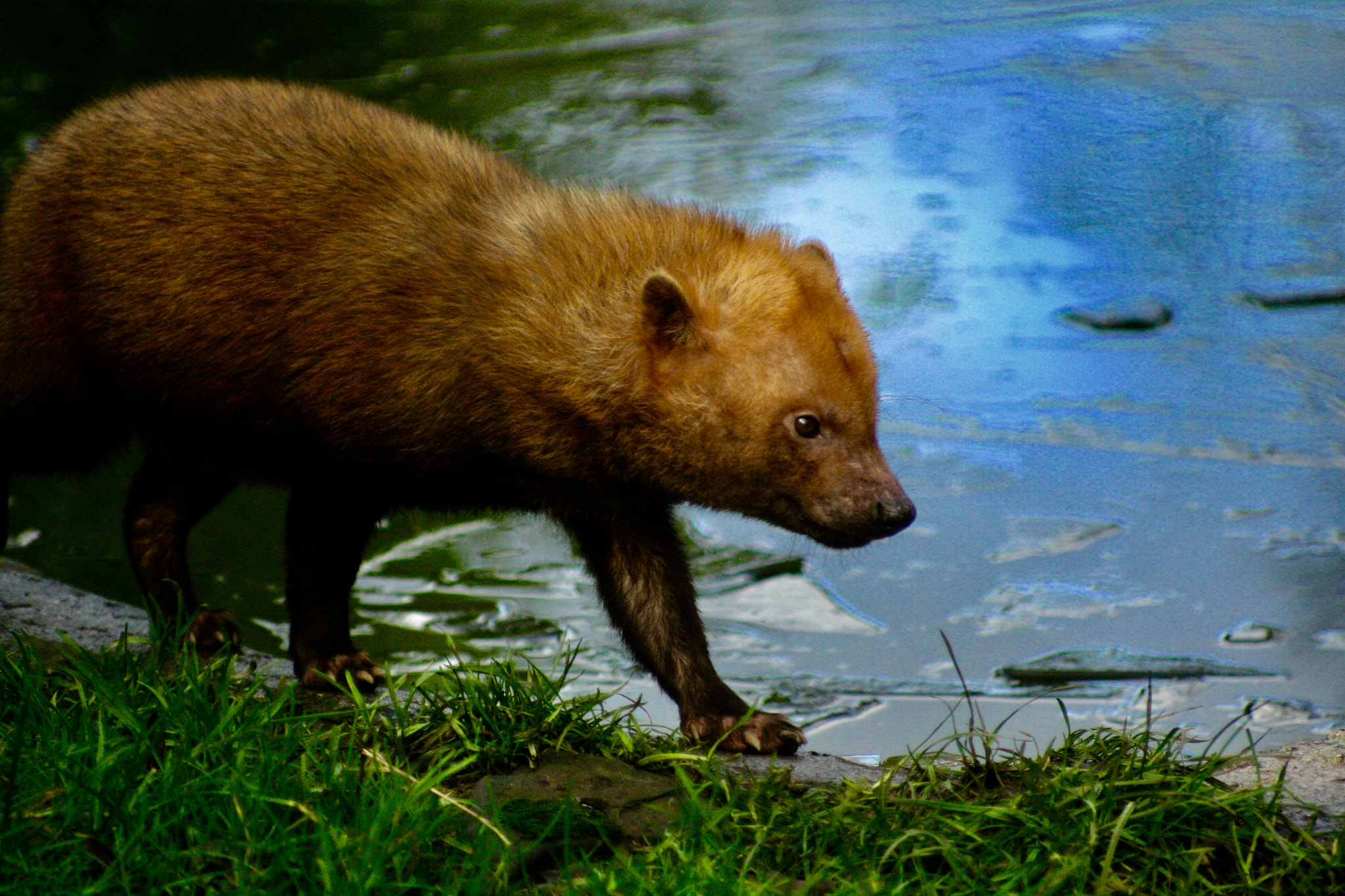 Canon EF 100-200mm f/4.5A sample photo. Bush dog photography