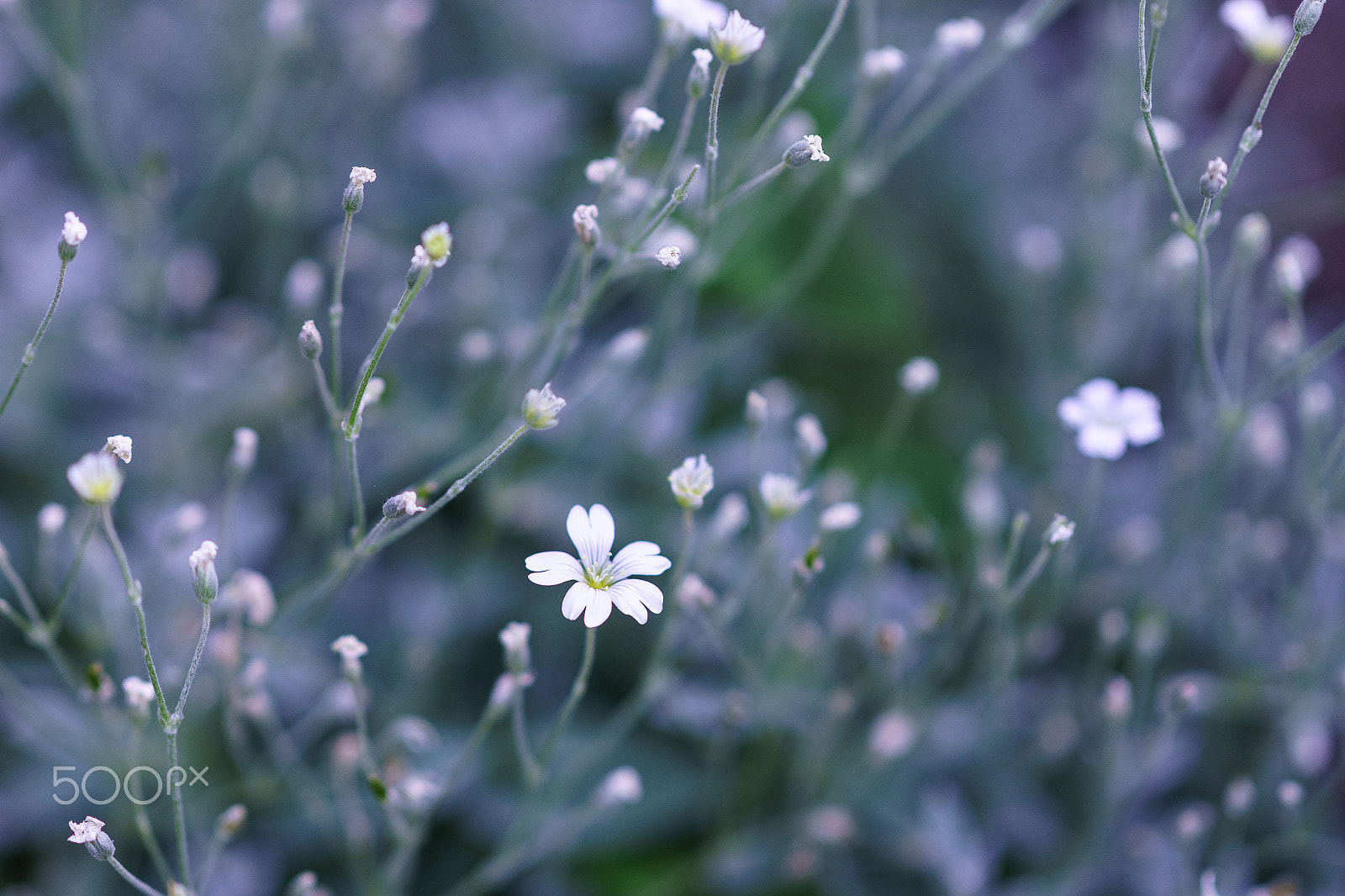 Sony a99 II sample photo. In the flowers photography