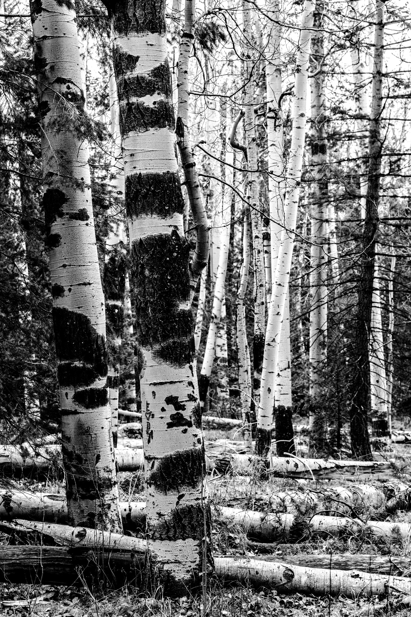 Canon EOS 5DS sample photo. Aspens photography