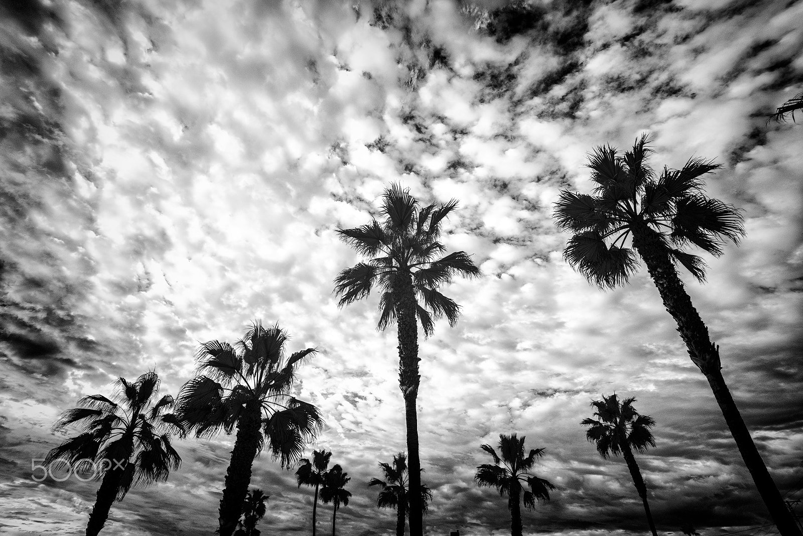 Sony a7R + E 18mm F2.8 sample photo. Grungy palm trees photography