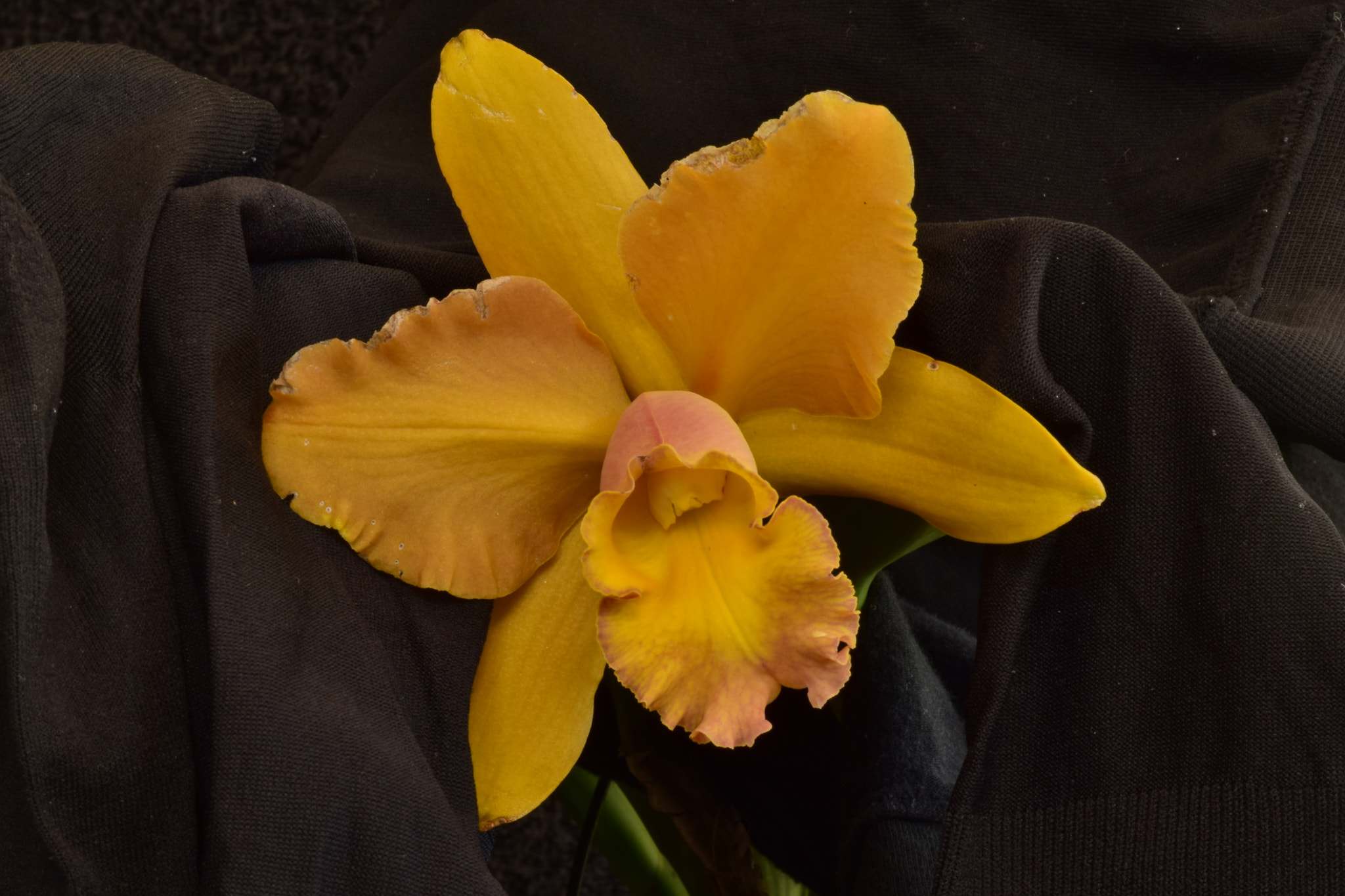 Nikon AF-S DX Micro-Nikkor 85mm F3.5G ED VR sample photo. Orchids photography
