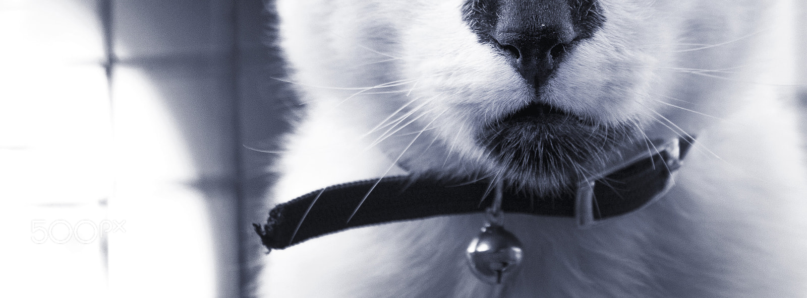 Canon EF-S 55-250mm F4-5.6 IS sample photo. Don gatto photography
