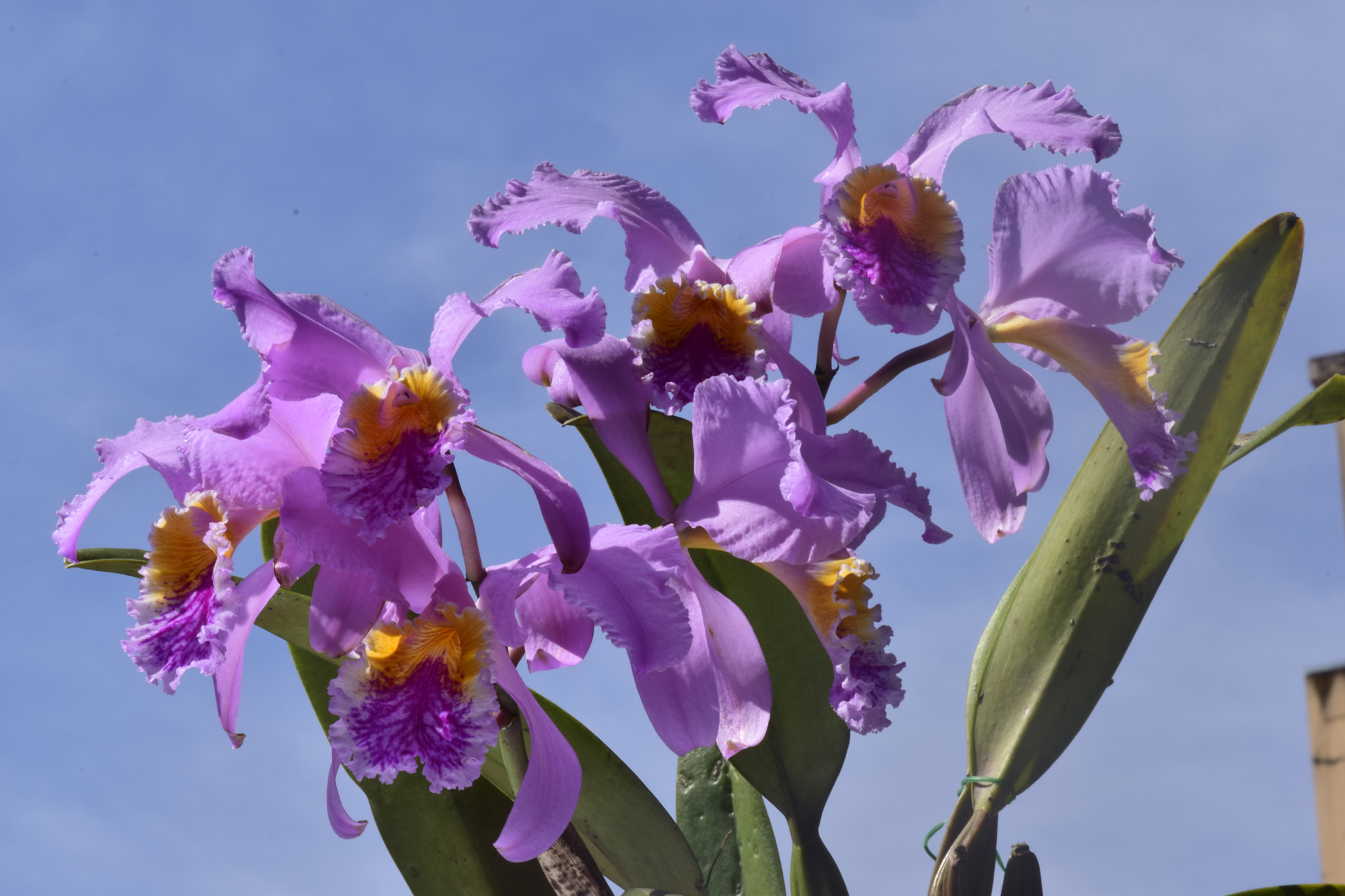Nikon AF-S DX Micro-Nikkor 85mm F3.5G ED VR sample photo. Orchids photography