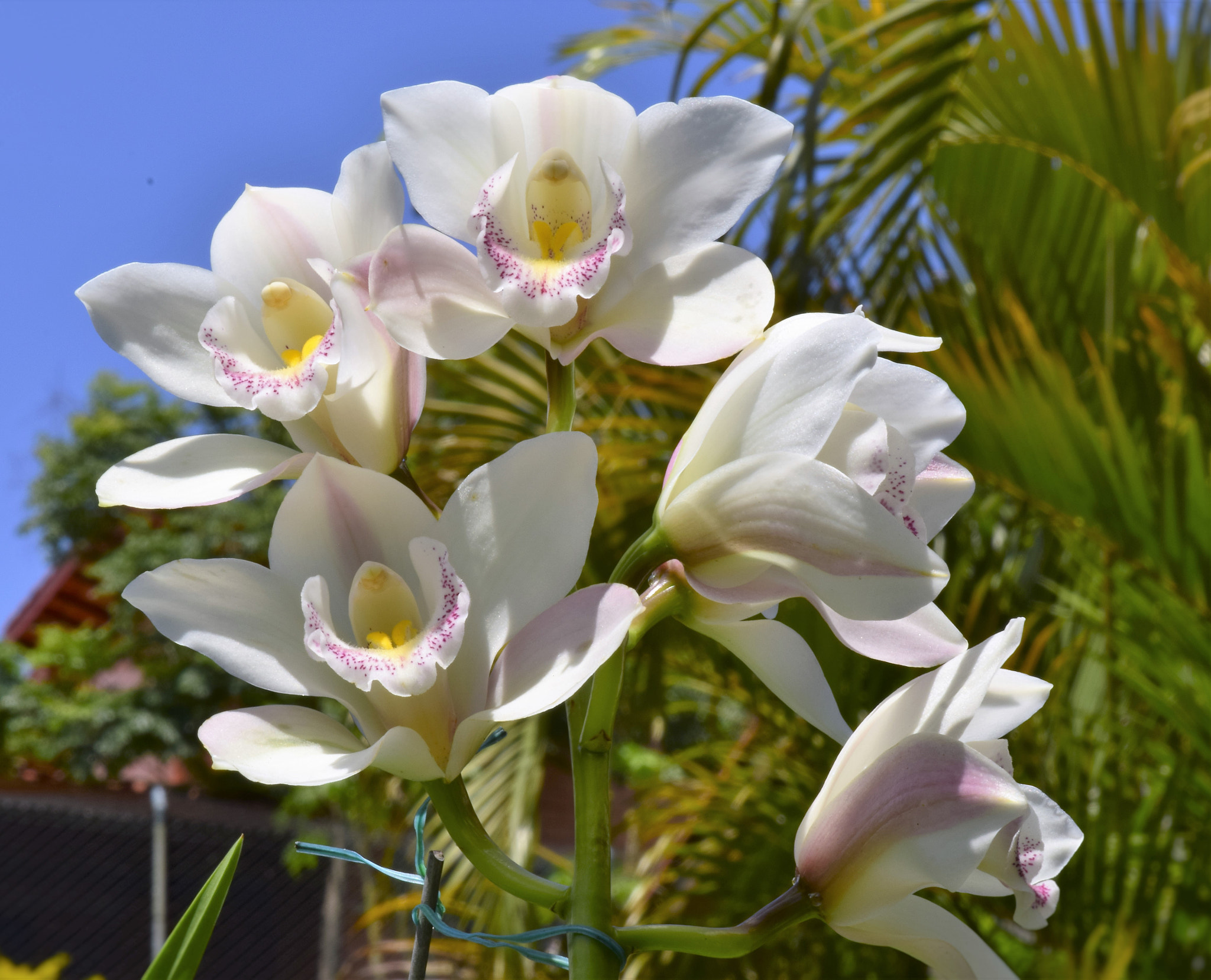 Nikon AF-S DX Micro-Nikkor 85mm F3.5G ED VR sample photo. Orchids photography