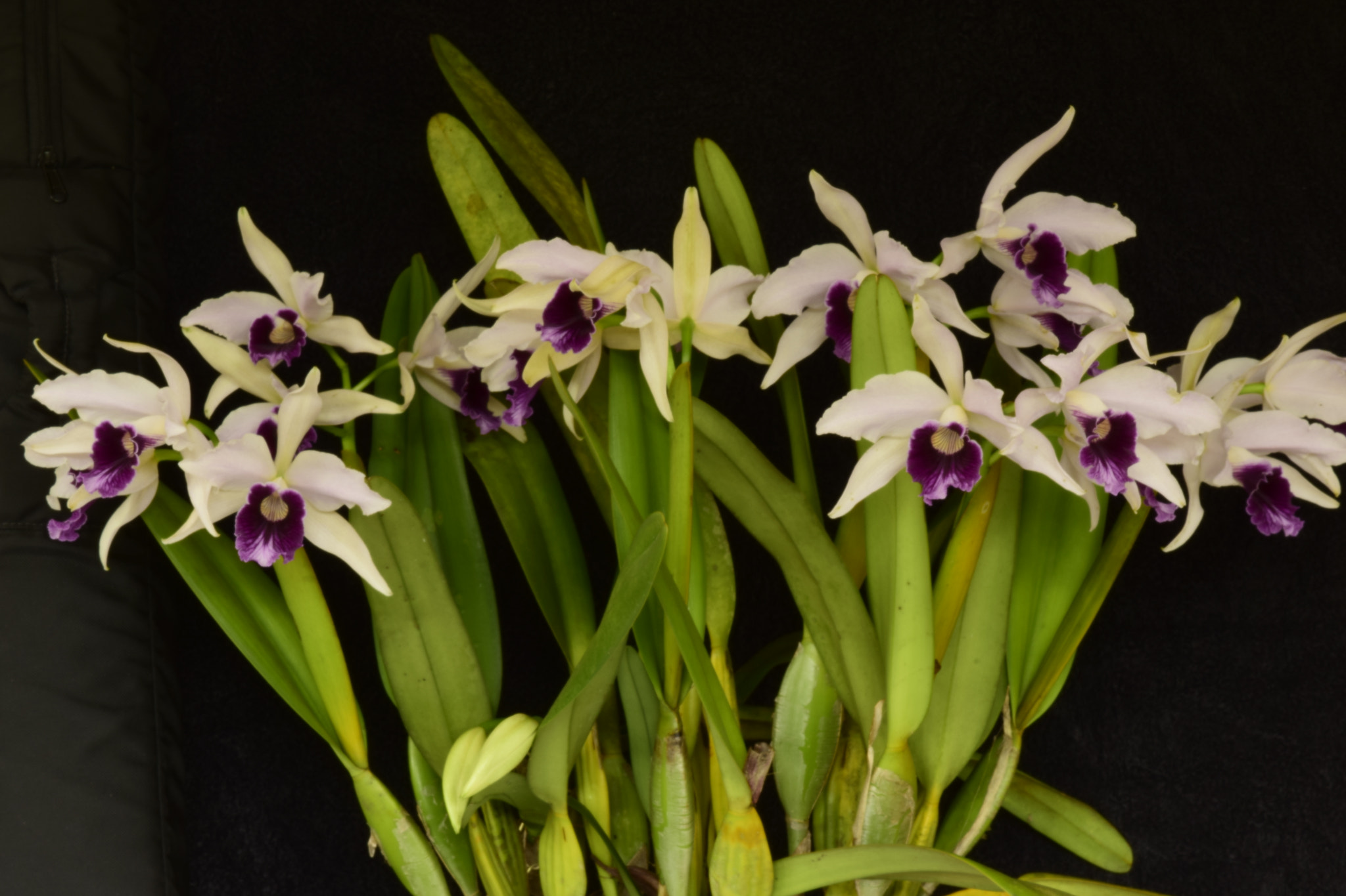Nikon AF-S DX Micro-Nikkor 85mm F3.5G ED VR sample photo. Orchids photography