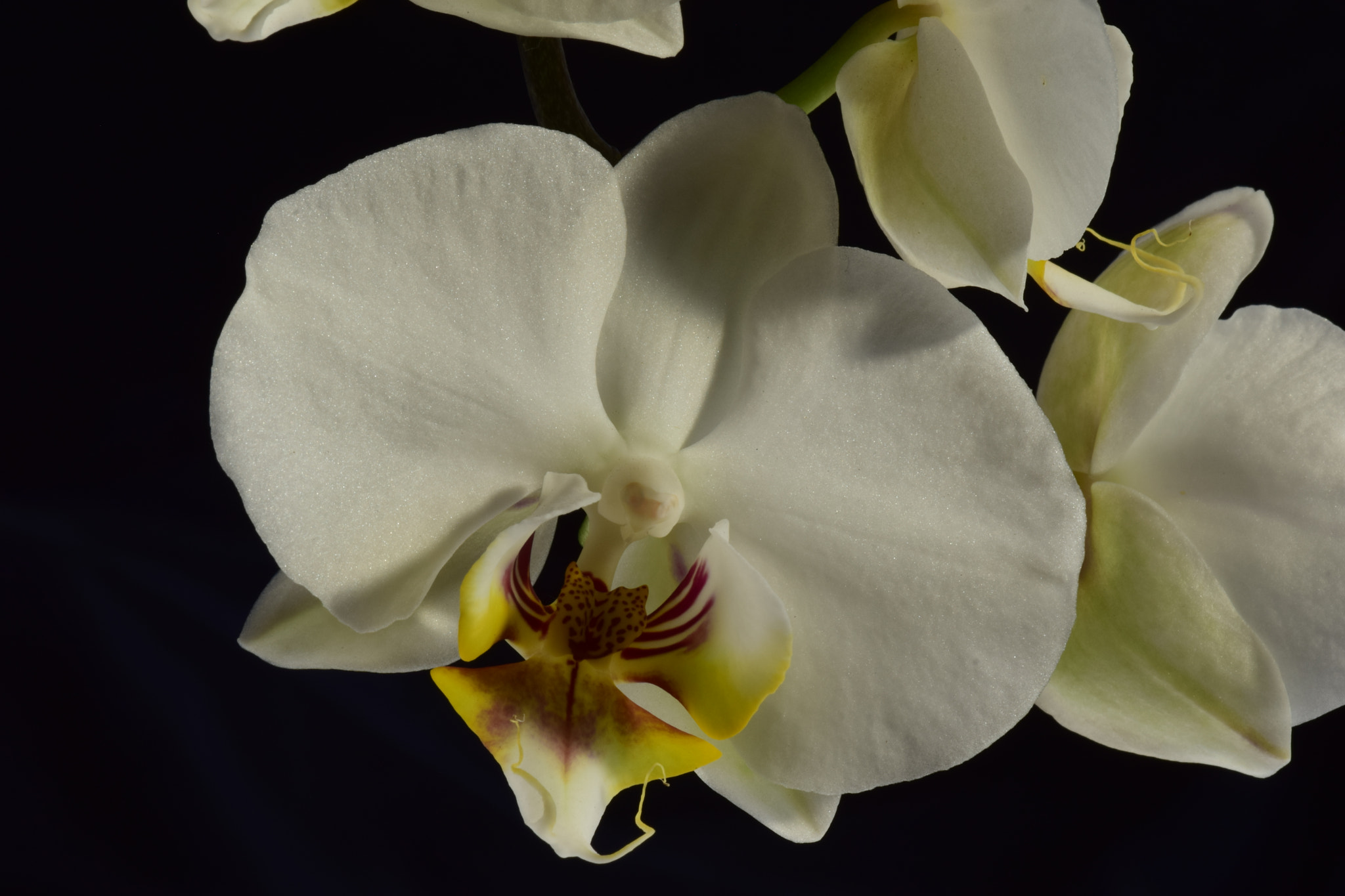 Nikon AF-S DX Micro-Nikkor 85mm F3.5G ED VR sample photo. Orchids photography