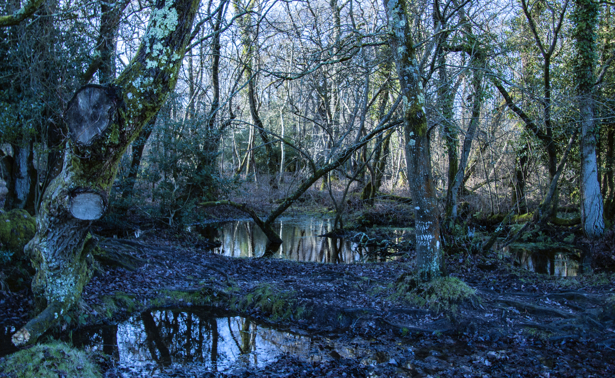 Canon EOS 750D (EOS Rebel T6i / EOS Kiss X8i) sample photo. New forest winter morning photography