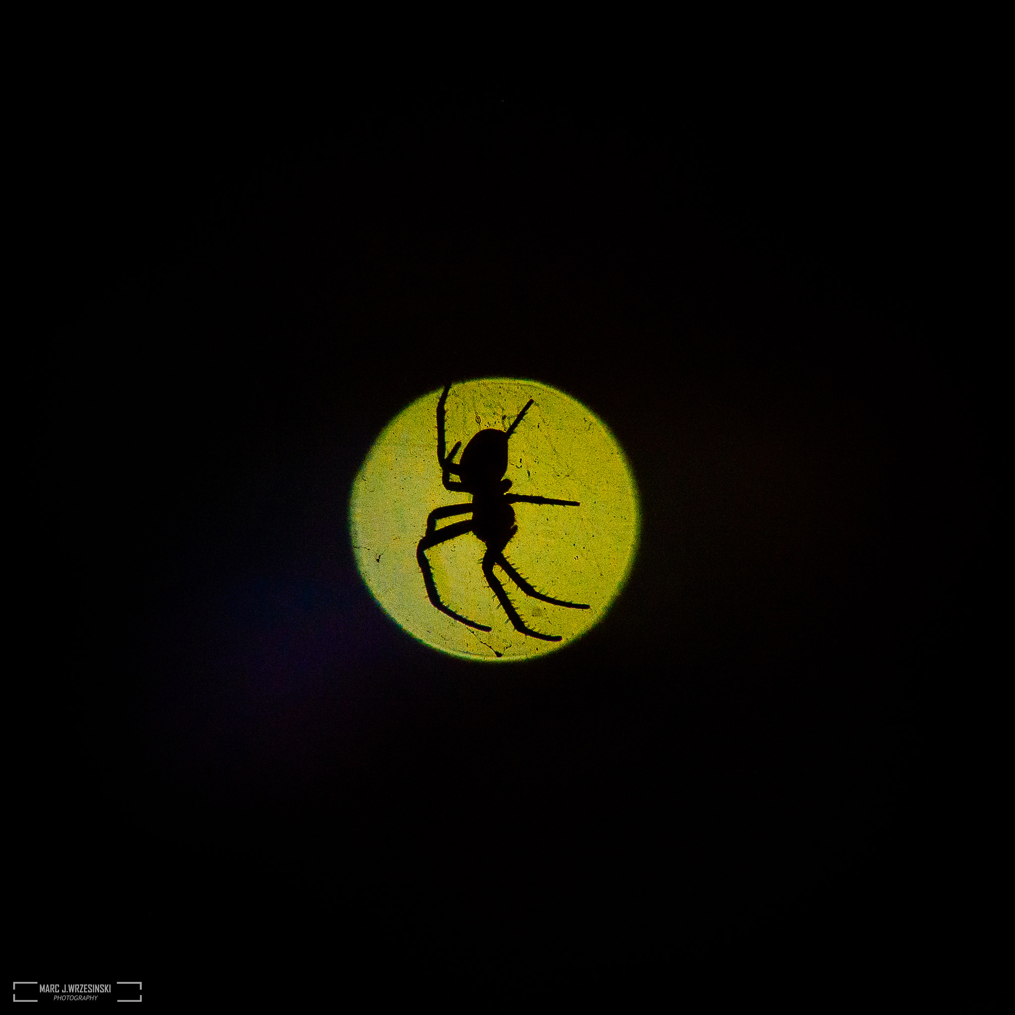 Nikon D610 + Sigma 50mm F1.4 DG HSM Art sample photo. Spider silhouette photography