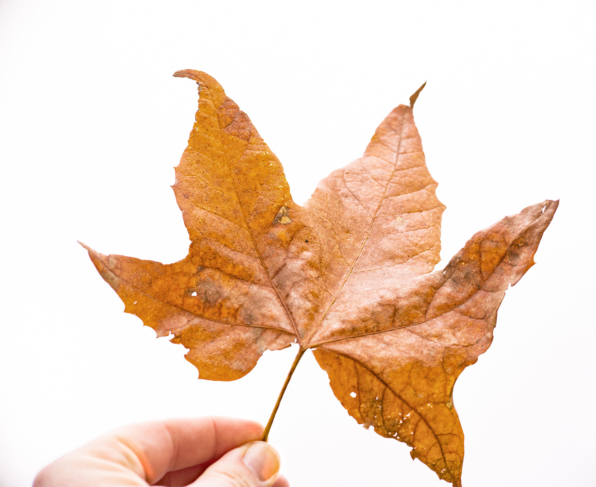 Sony a7 + E 60mm F2.8 sample photo. Winter leaf photography