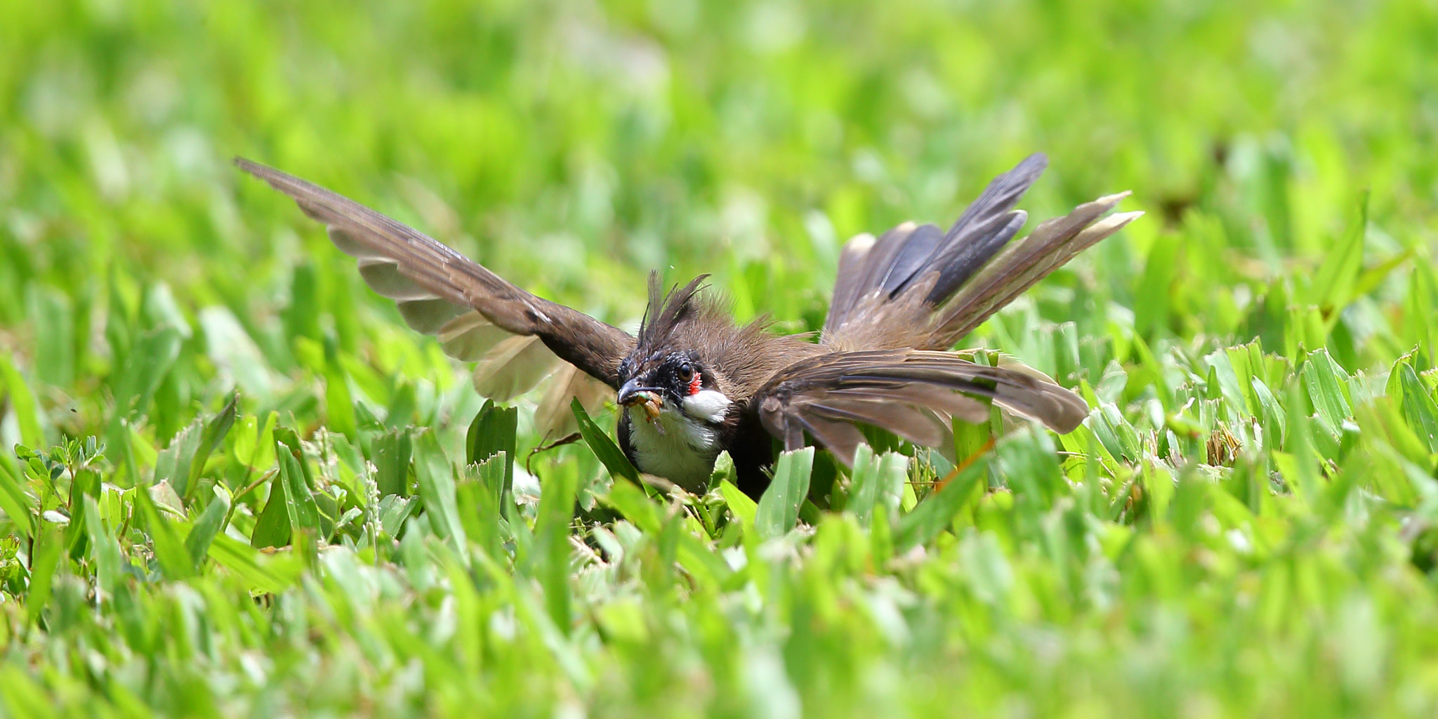 Canon EF 300mm F2.8L IS II USM sample photo. Successful moment photography
