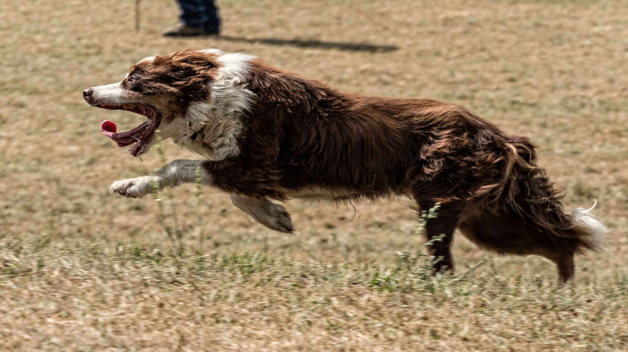 Panasonic Lumix DMC-GX8 + Olympus M.Zuiko Digital ED 40-150mm F2.8 Pro sample photo. Mick @ shed, kingston sheepdog trials 2016 photography