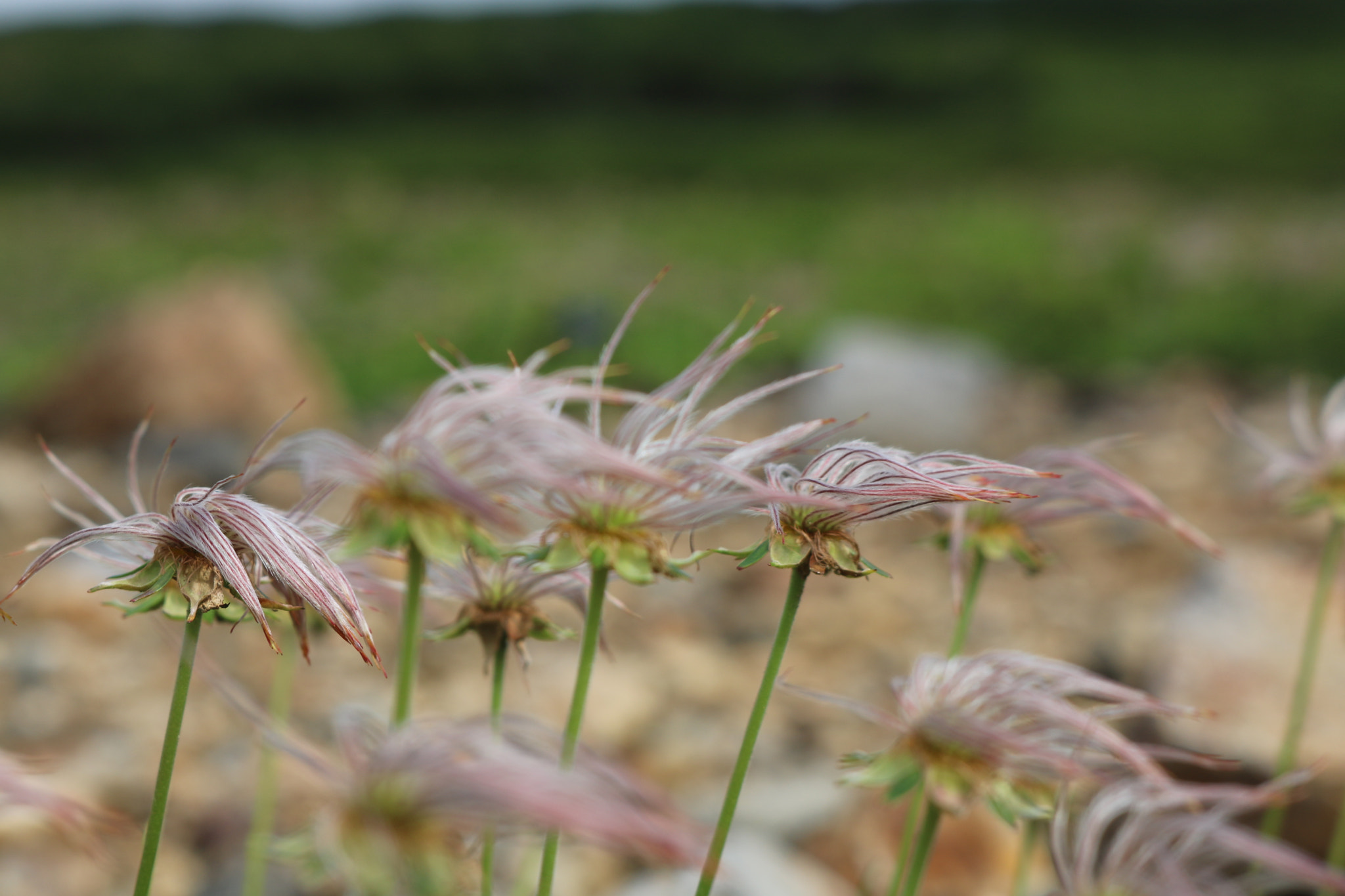 Canon EOS 750D (EOS Rebel T6i / EOS Kiss X8i) + Canon EF-S 18-55mm F3.5-5.6 IS STM sample photo. Truffula photography