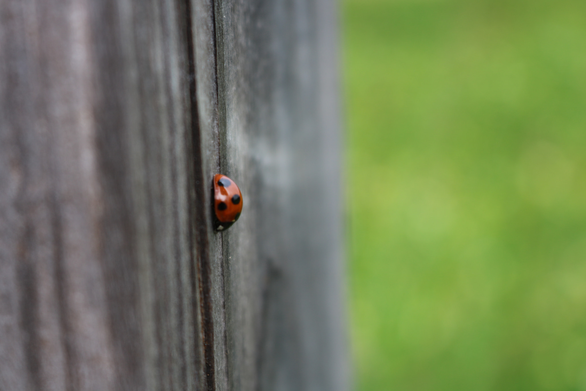 Canon EOS 750D (EOS Rebel T6i / EOS Kiss X8i) + Canon EF-S 18-55mm F3.5-5.6 IS STM sample photo. Fly away home photography