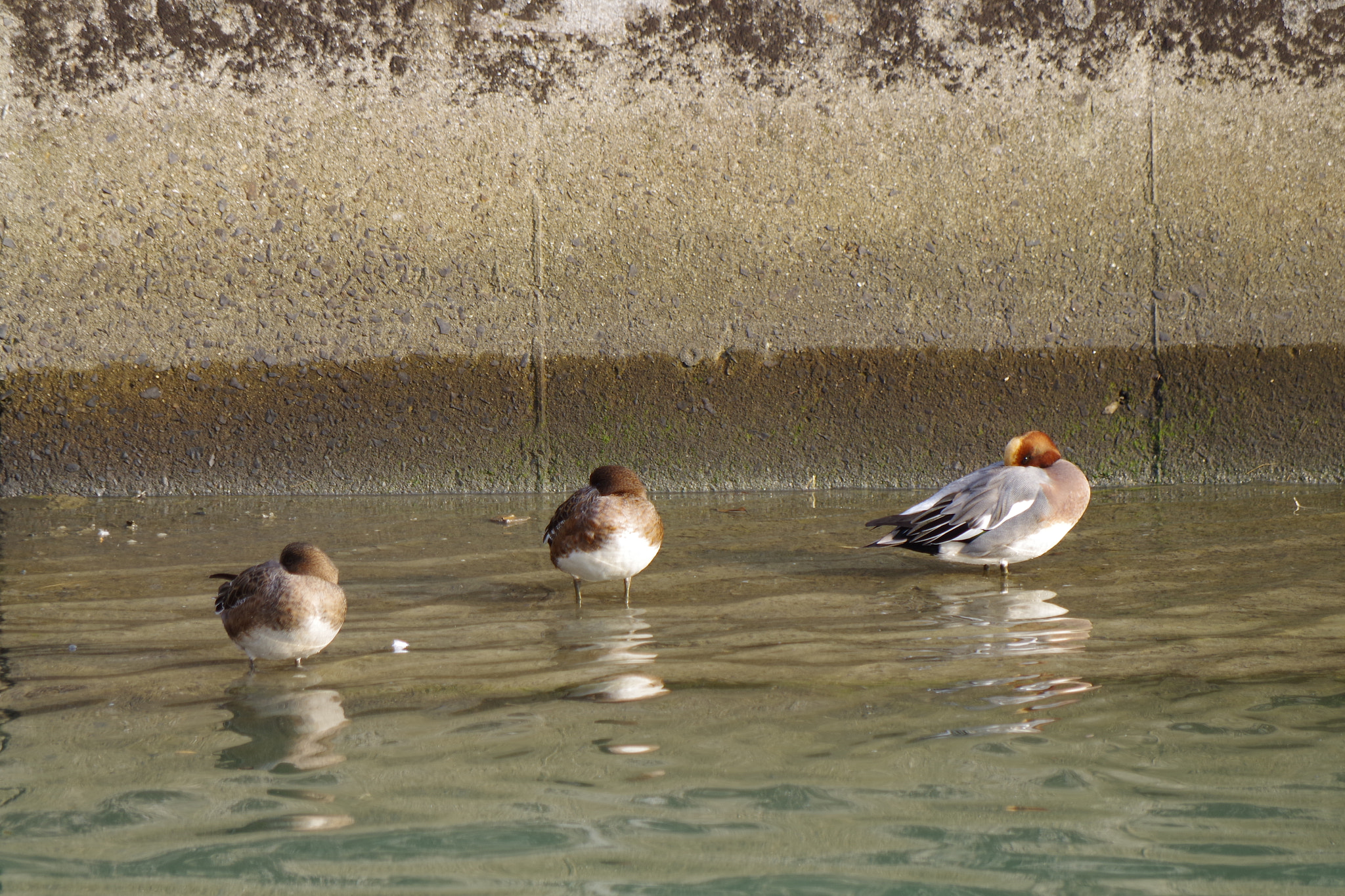 Pentax K-S1 sample photo. Duck duck duck photography