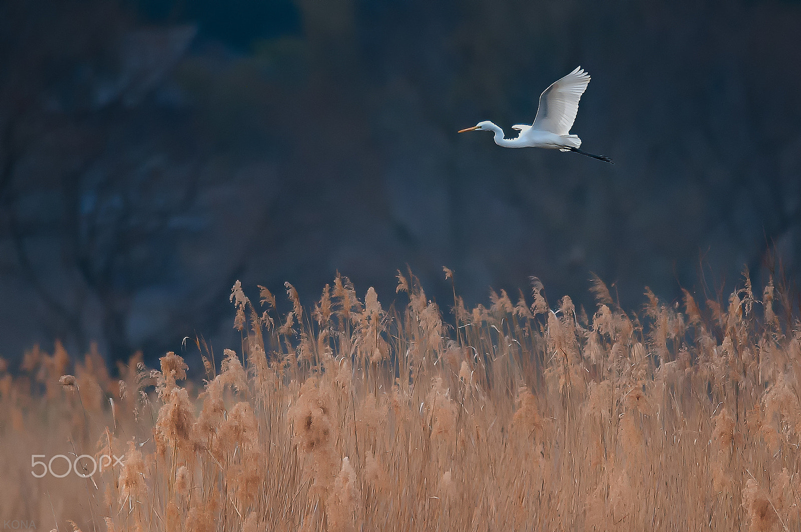 Nikon AF-S Nikkor 400mm F2.8G ED VR II sample photo. 32063728895.   sagi photography