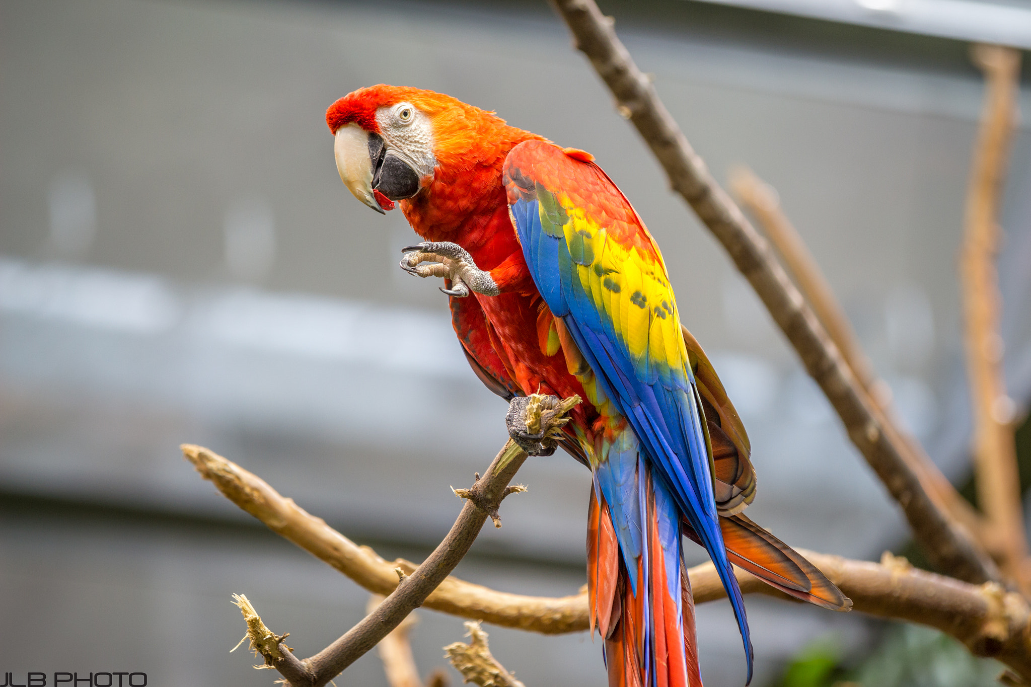Canon EOS 700D (EOS Rebel T5i / EOS Kiss X7i) + Canon EF 70-200mm F2.8L IS II USM sample photo. The parrot photography