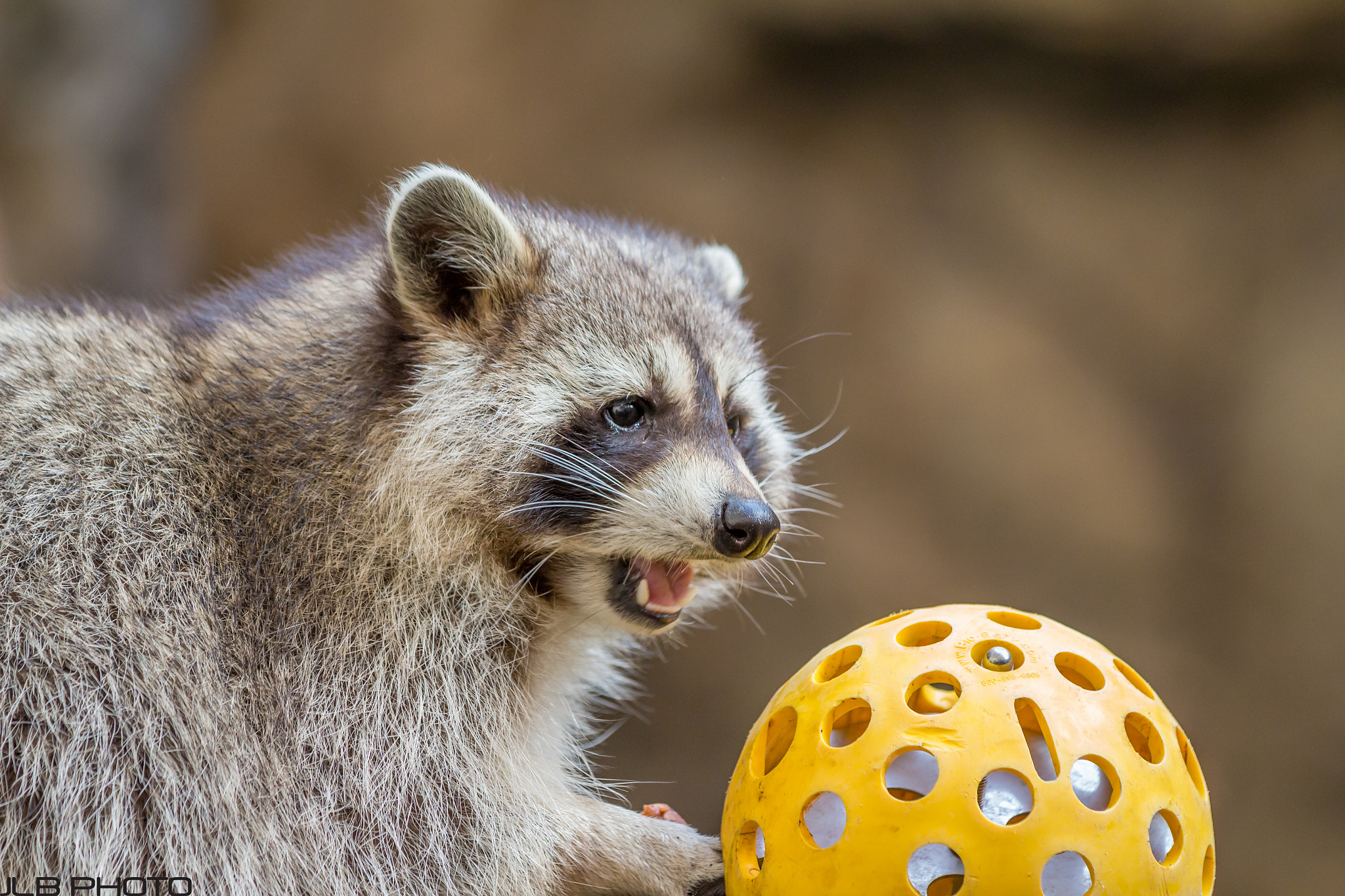 Canon EOS 700D (EOS Rebel T5i / EOS Kiss X7i) sample photo. Raccoon photography