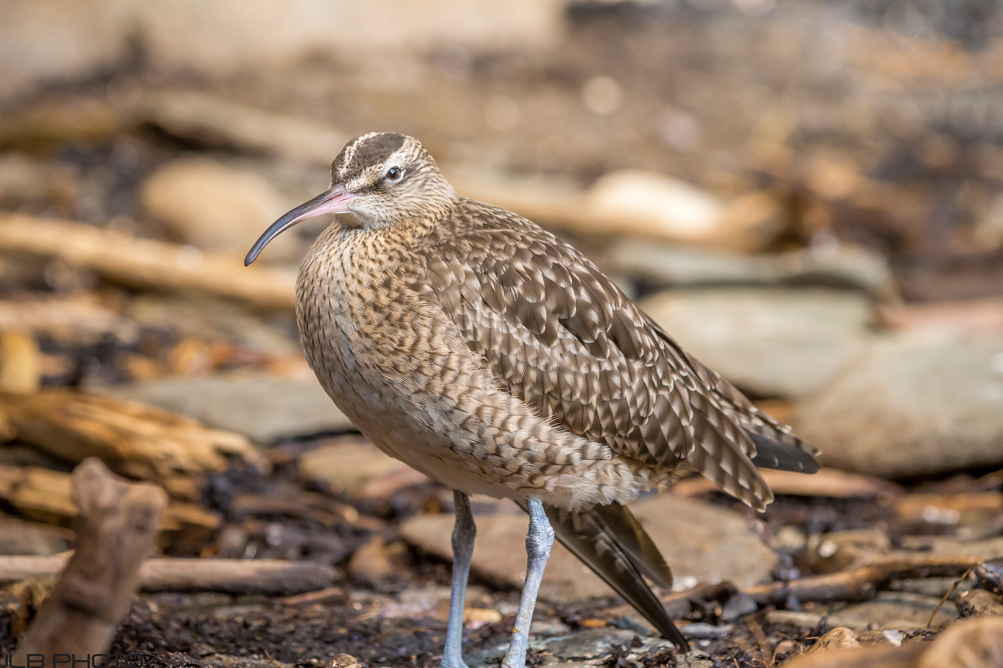 Canon EOS 700D (EOS Rebel T5i / EOS Kiss X7i) + Canon EF 70-200mm F2.8L IS II USM sample photo. Whimbrel photography