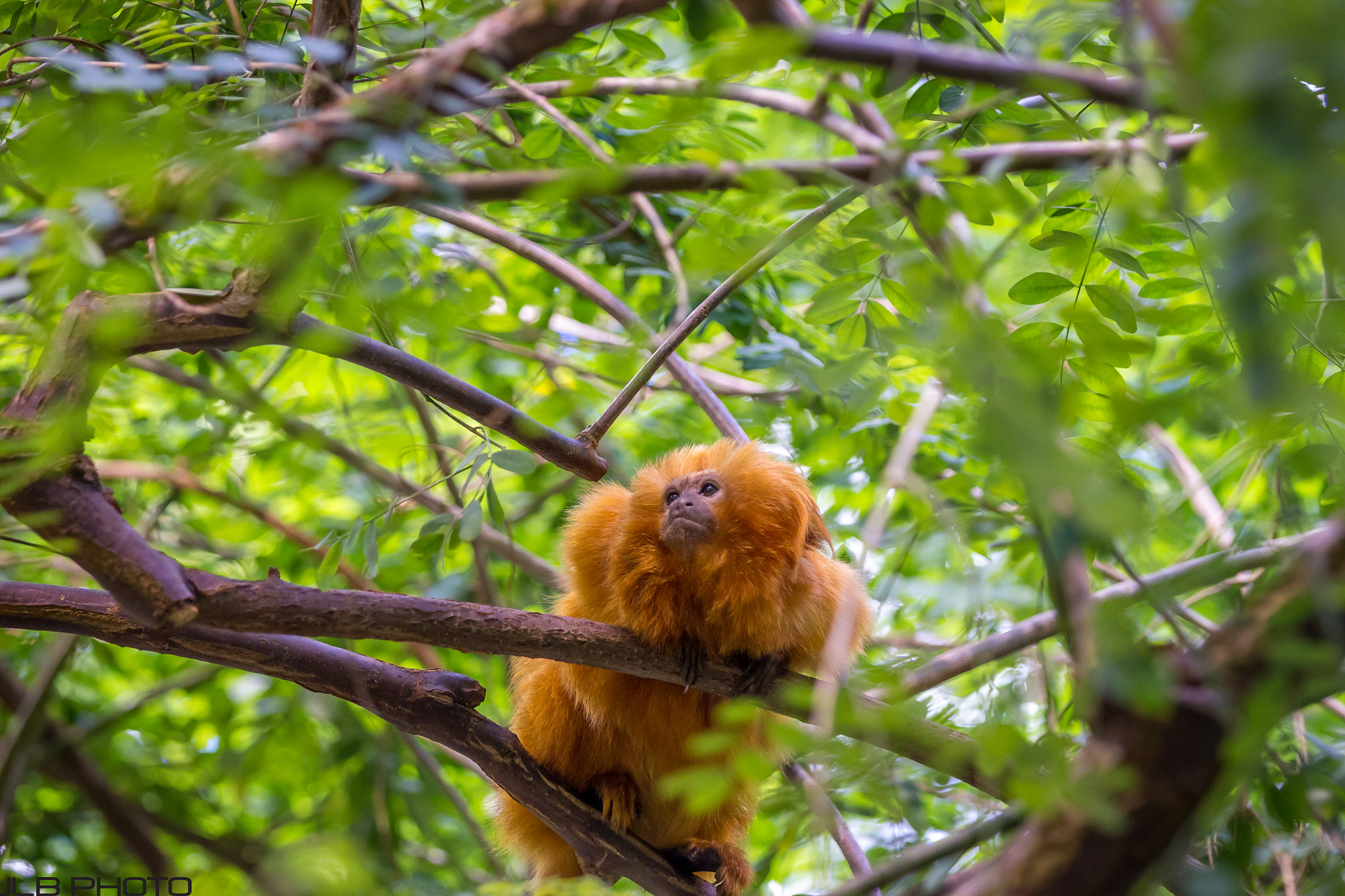 Canon EOS 700D (EOS Rebel T5i / EOS Kiss X7i) + Canon EF 70-200mm F2.8L IS II USM sample photo. Golden lion tamarin photography
