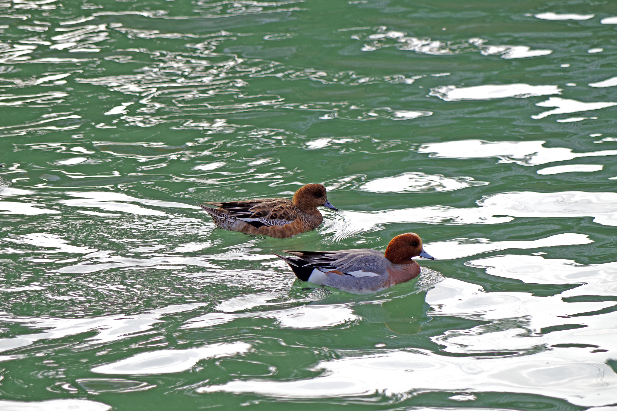Pentax smc DA 50-200mm F4-5.6 ED WR sample photo. Duck duck photography