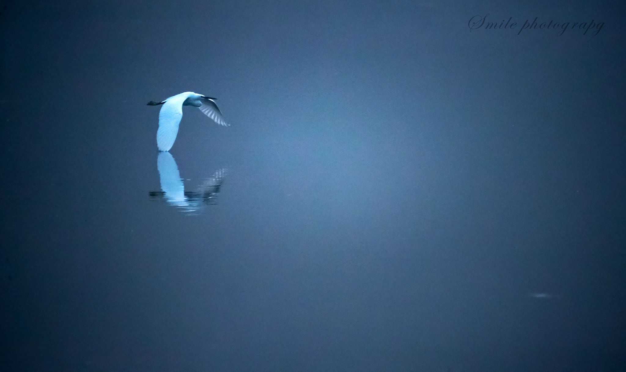 Sigma 150-600mm F5-6.3 DG OS HSM | C sample photo. Untitled photography