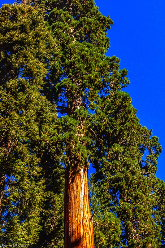 Canon EOS 450D (EOS Rebel XSi / EOS Kiss X2) sample photo. Redwood northern california photography
