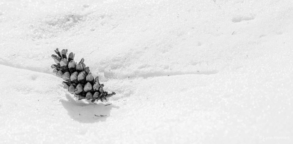 Tamron SP 70-200mm F2.8 Di VC USD sample photo. Pine cone photography