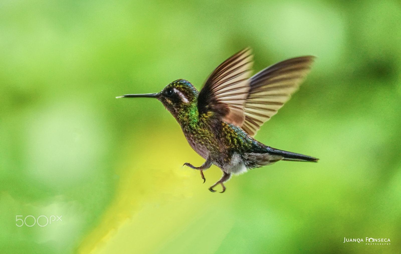 Sony ILCA-77M2 sample photo. Purple throated mountain gem male photography