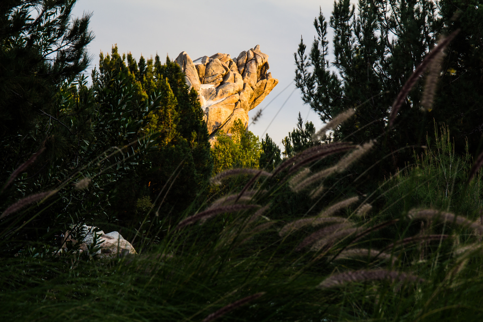 Canon EF 24-70mm F4L IS USM sample photo. Bear in the woods photography