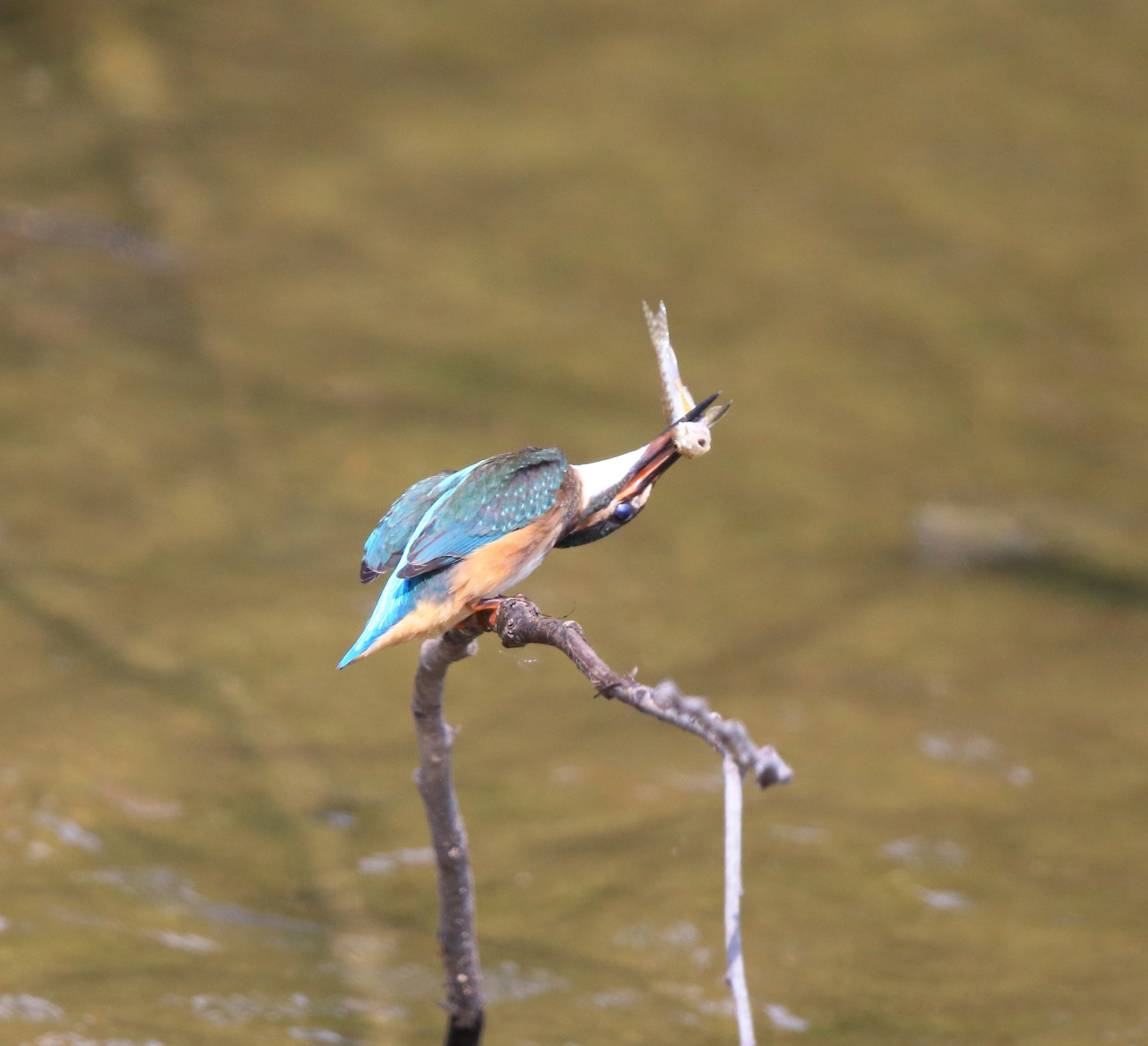 Canon EOS-1D X + Canon EF 600mm F4L IS II USM sample photo. 575 photography