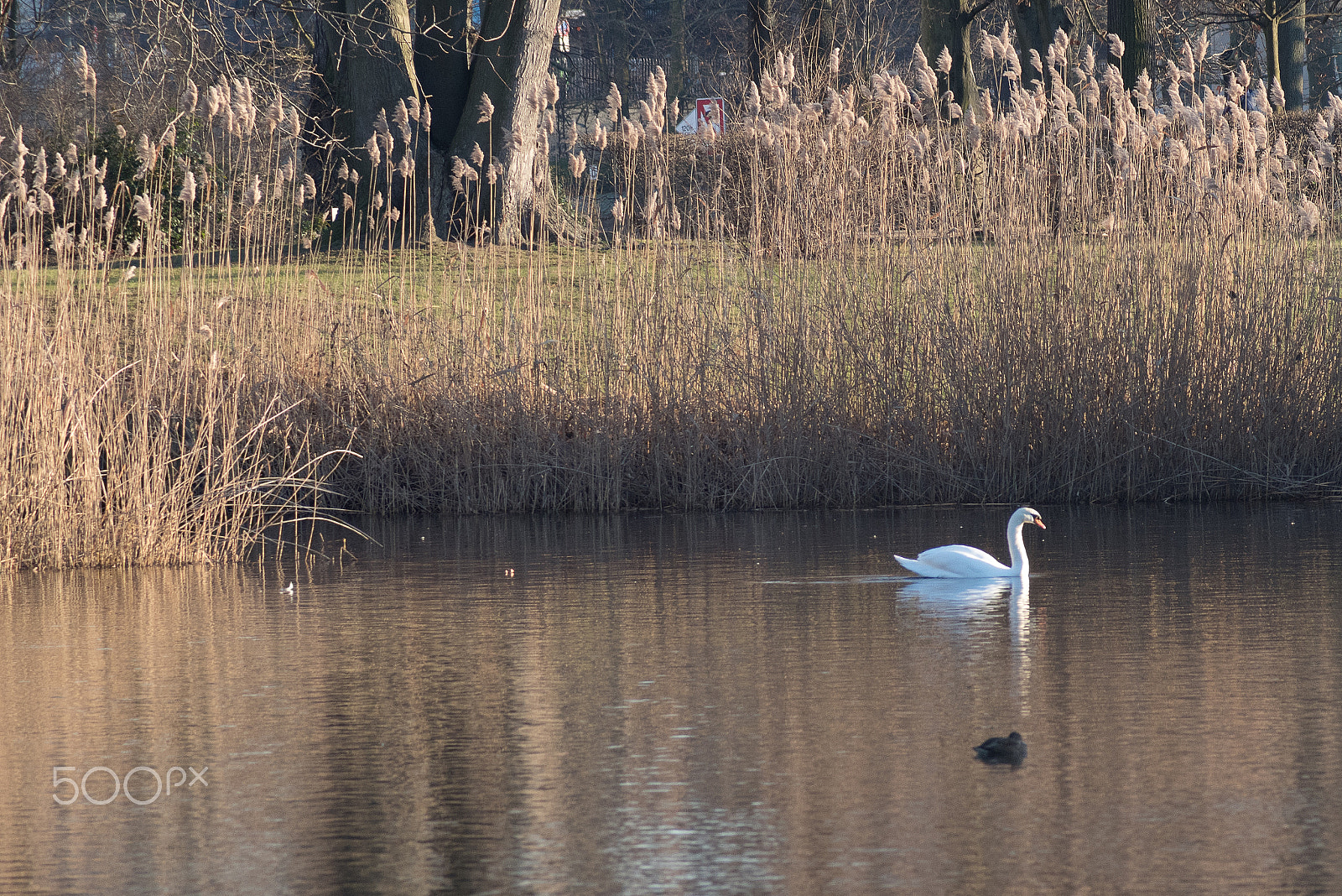 Tamron AF 70-300mm F4-5.6 LD Macro 1:2 sample photo. Swan photography