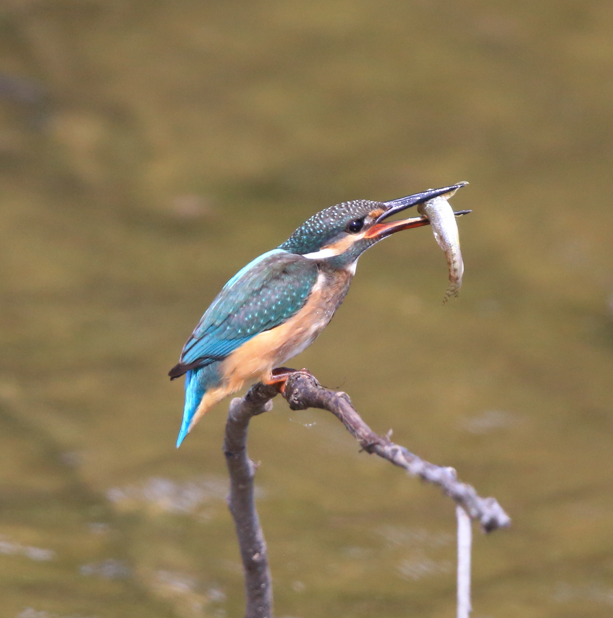 Canon EF 600mm F4L IS II USM sample photo. 582 photography