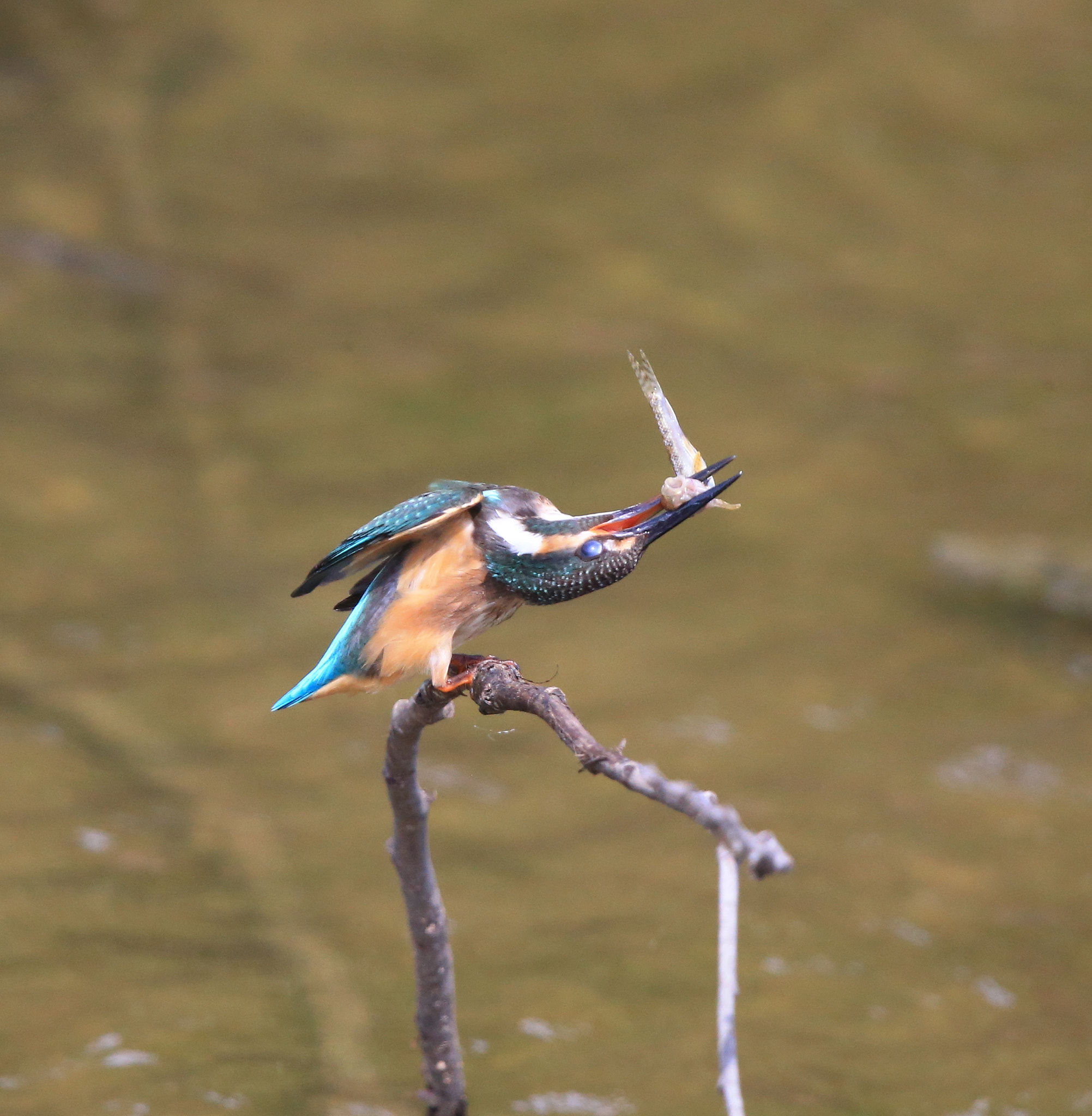 Canon EOS-1D X + Canon EF 600mm F4L IS II USM sample photo. 598 photography