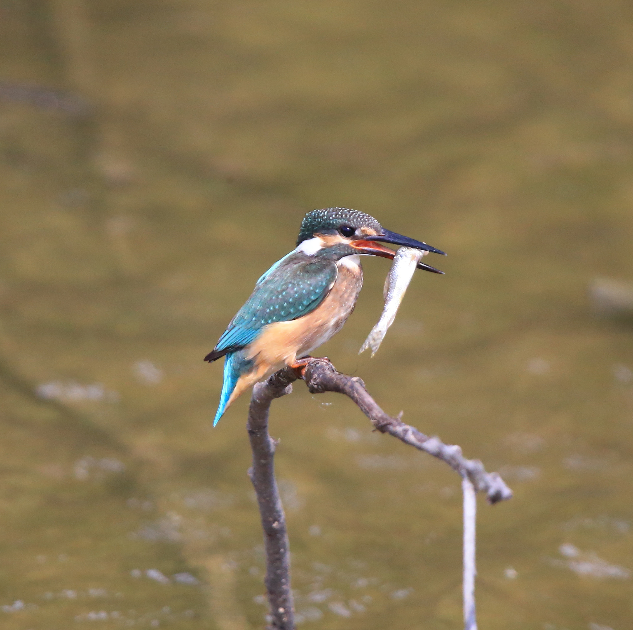 Canon EF 600mm F4L IS II USM sample photo. 600 photography