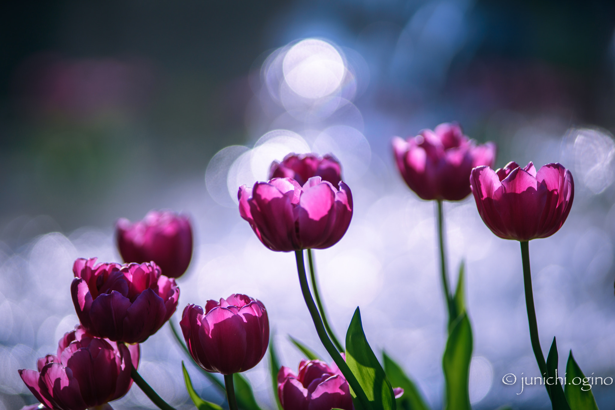 Sony a7R II + Minolta AF 200mm F2.8 HS-APO G sample photo. Jewelry  photography