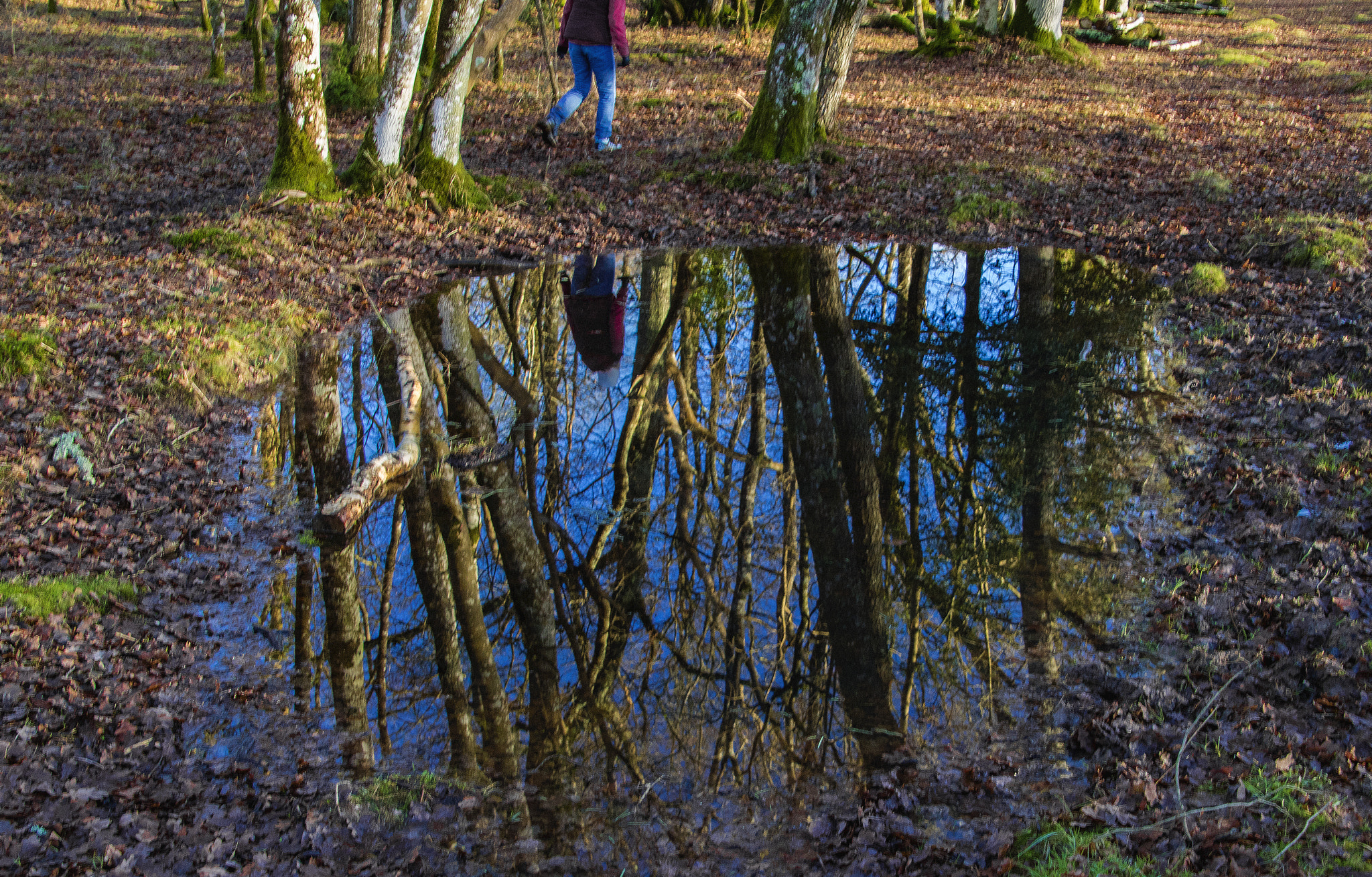 Canon EOS 750D (EOS Rebel T6i / EOS Kiss X8i) sample photo. Reflective forest walk photography
