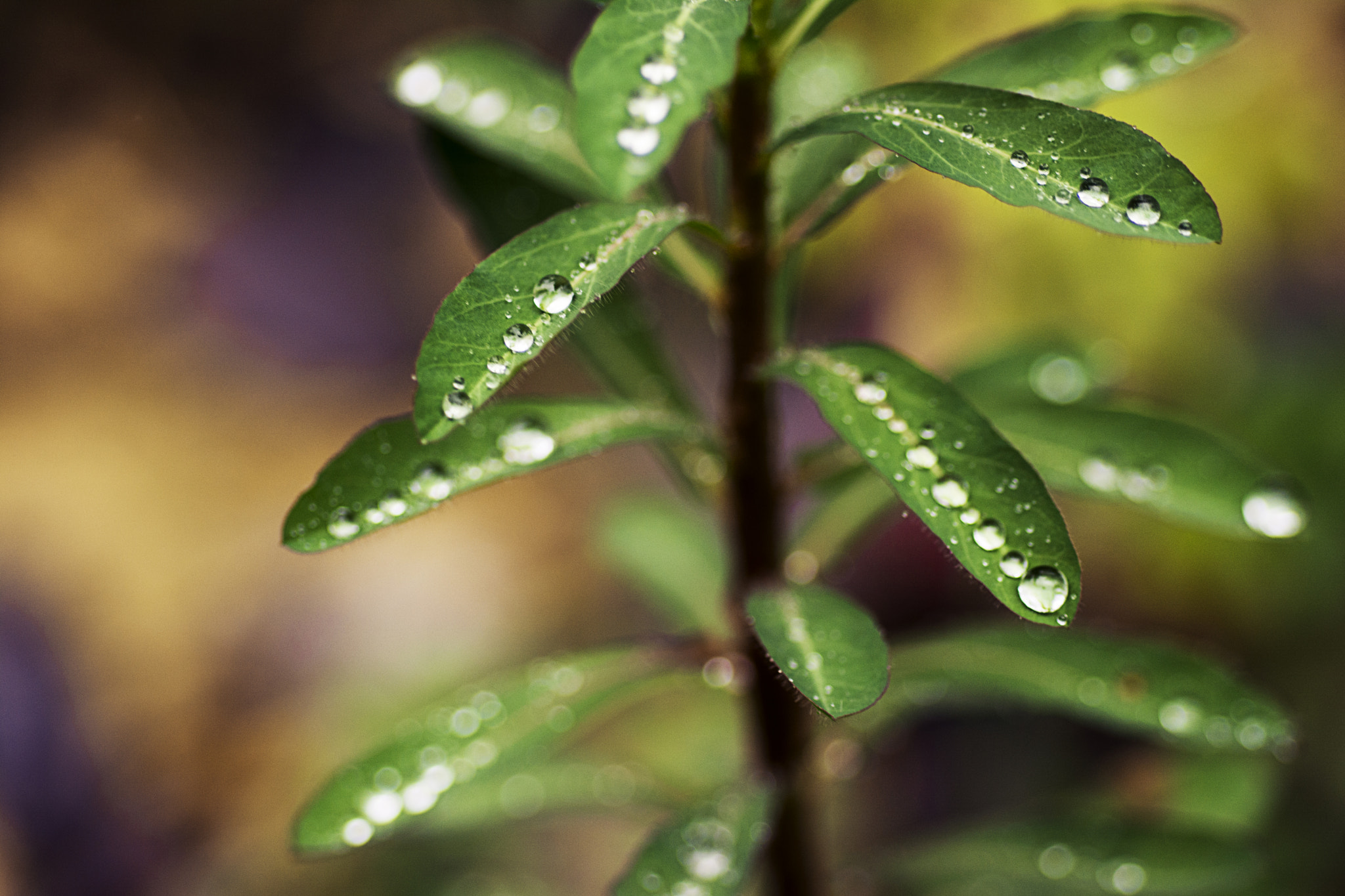 Nikon D5200 + AF Micro-Nikkor 60mm f/2.8 sample photo. Water photography