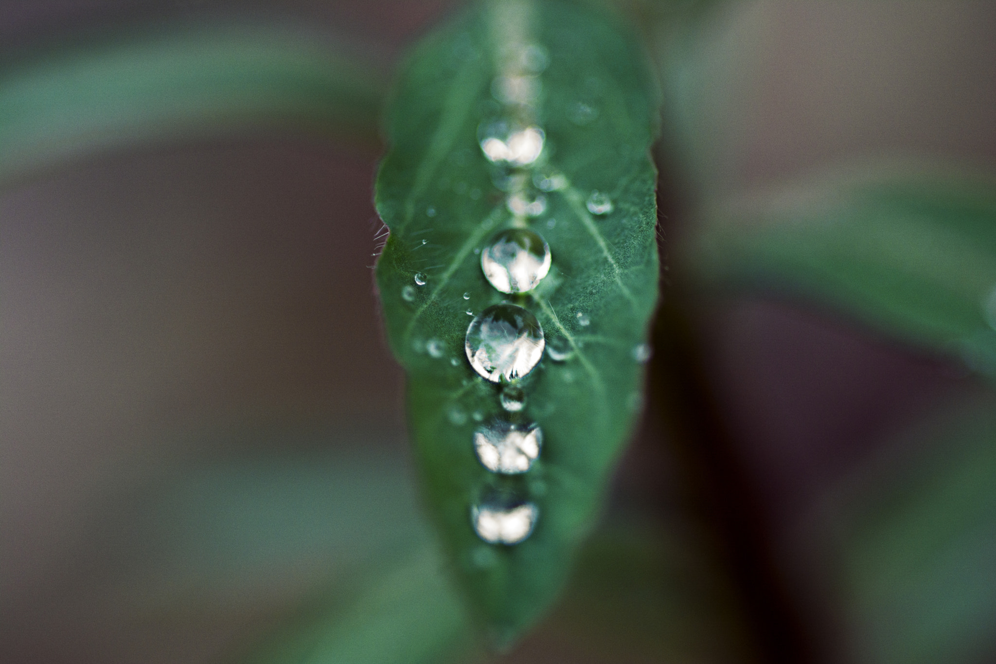 Nikon D5200 + AF Micro-Nikkor 60mm f/2.8 sample photo. Lonely leaf photography