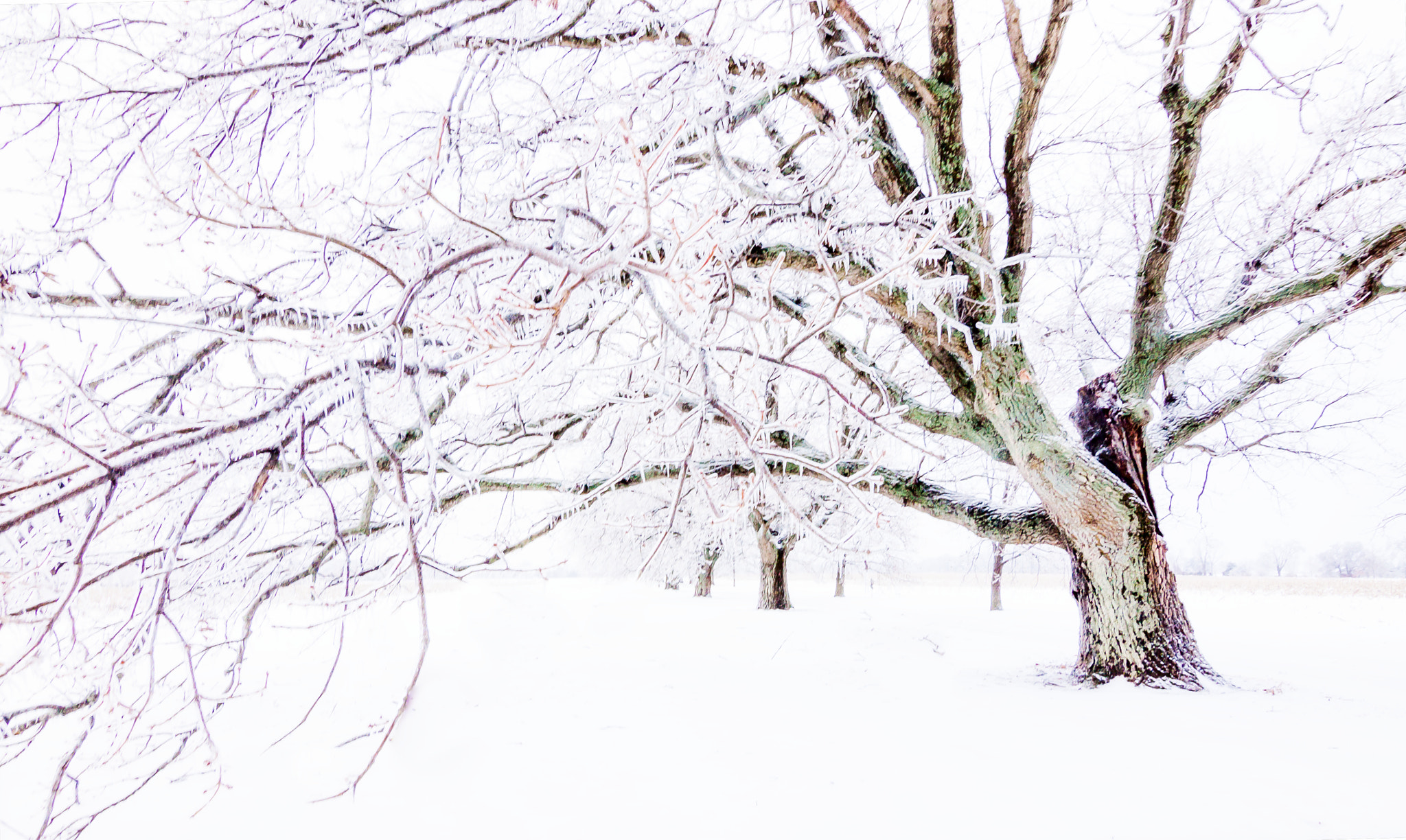 Canon EOS 50D sample photo. Winter's bones photography