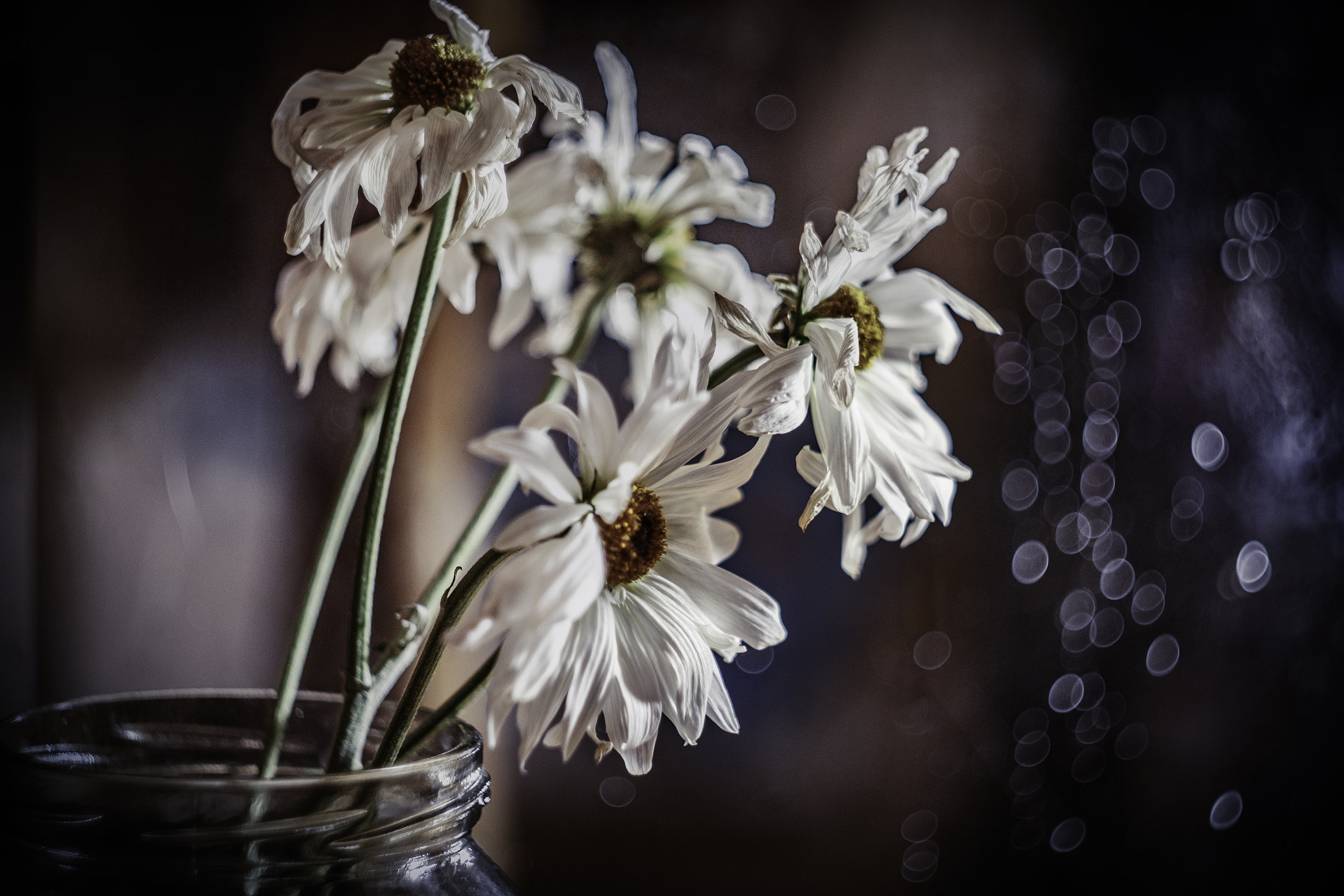 Canon EF 35-80mm f/4-5.6 sample photo. Цветы из прошлого года / last year flowers photography